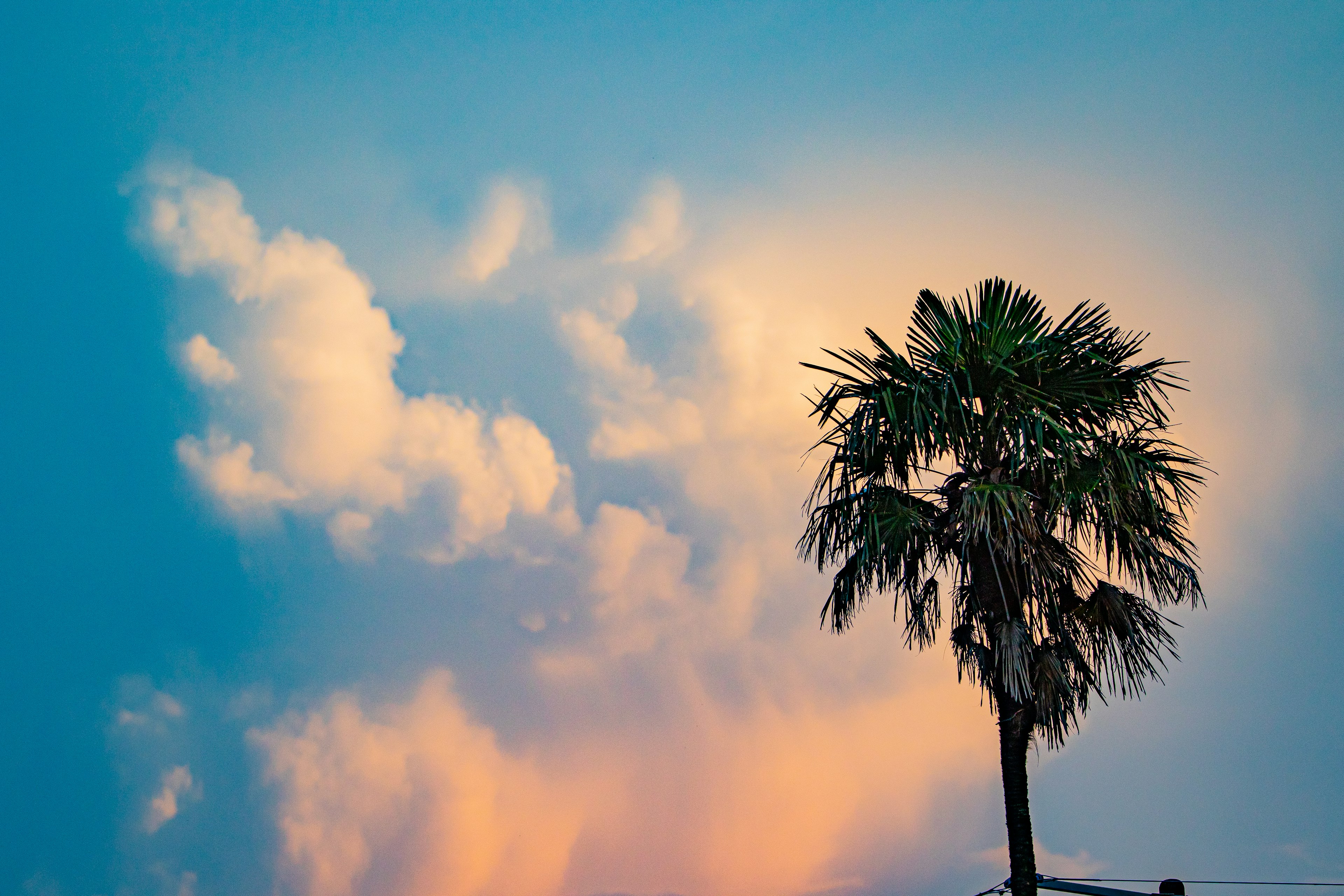 Palme silhouettiert vor einem bunten Himmel mit sanften Wolken