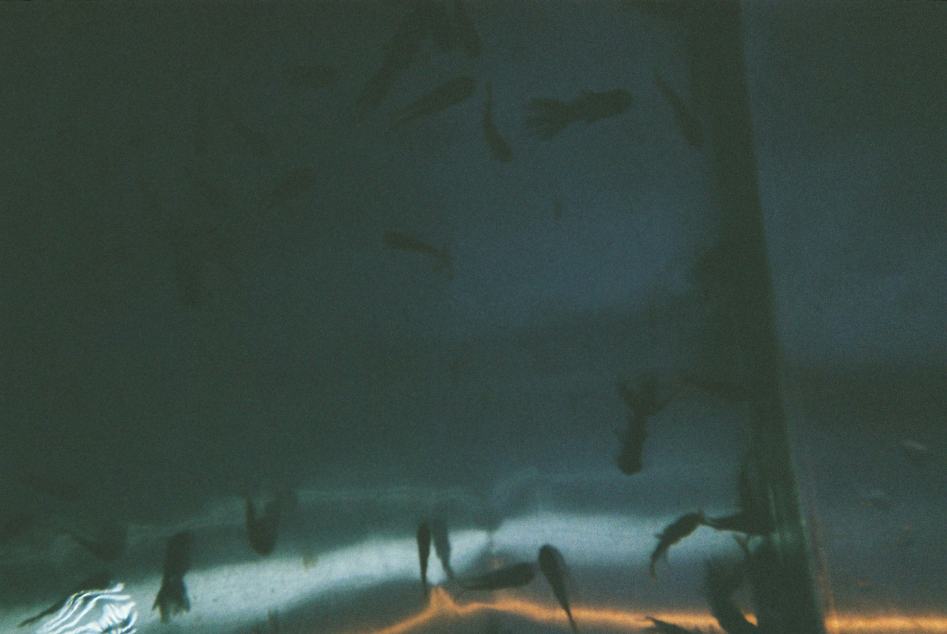 Image of fish swimming in water with a dark background