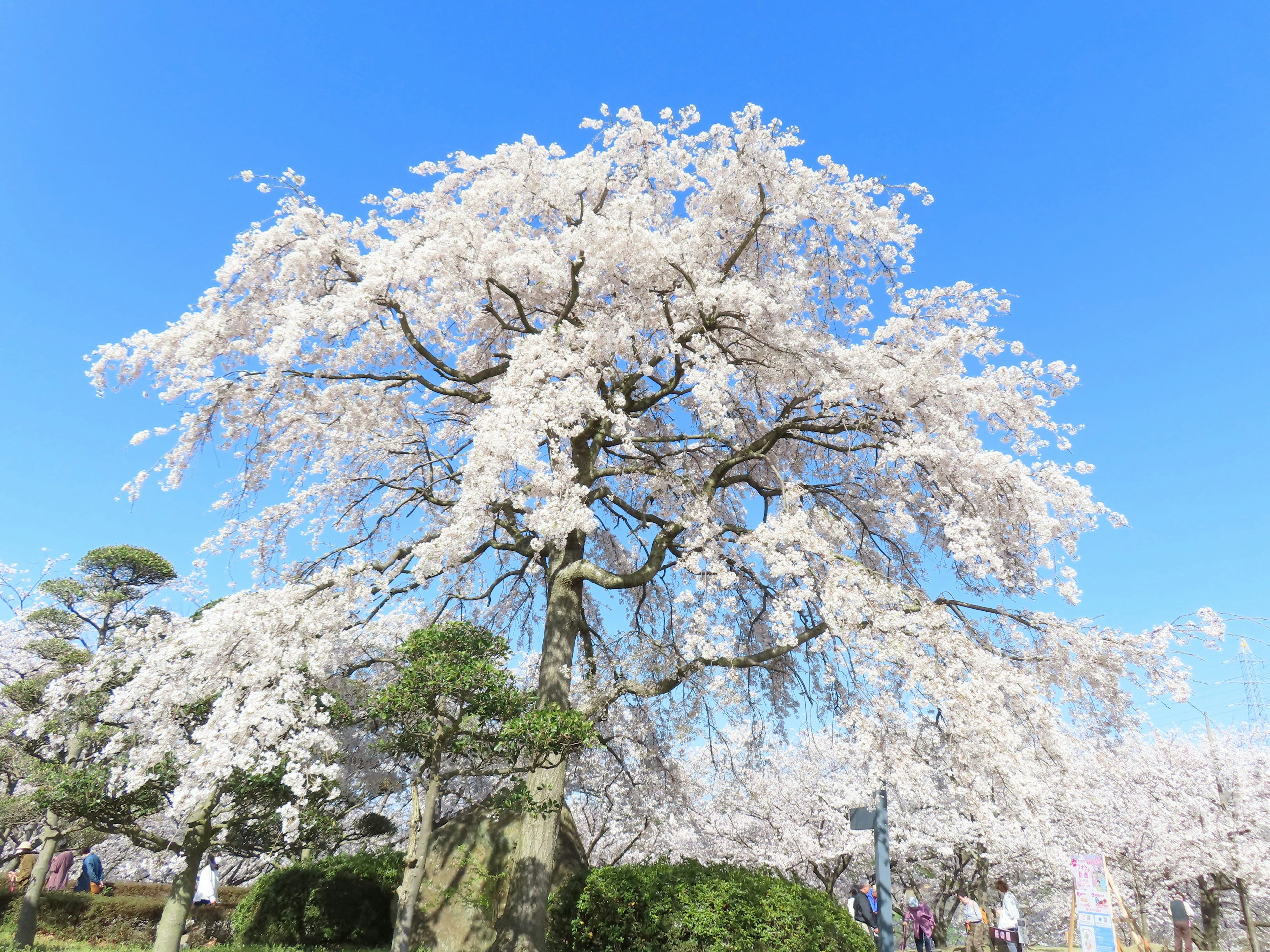 Schöner Kirschbaum in voller Blüte unter einem klaren blauen Himmel