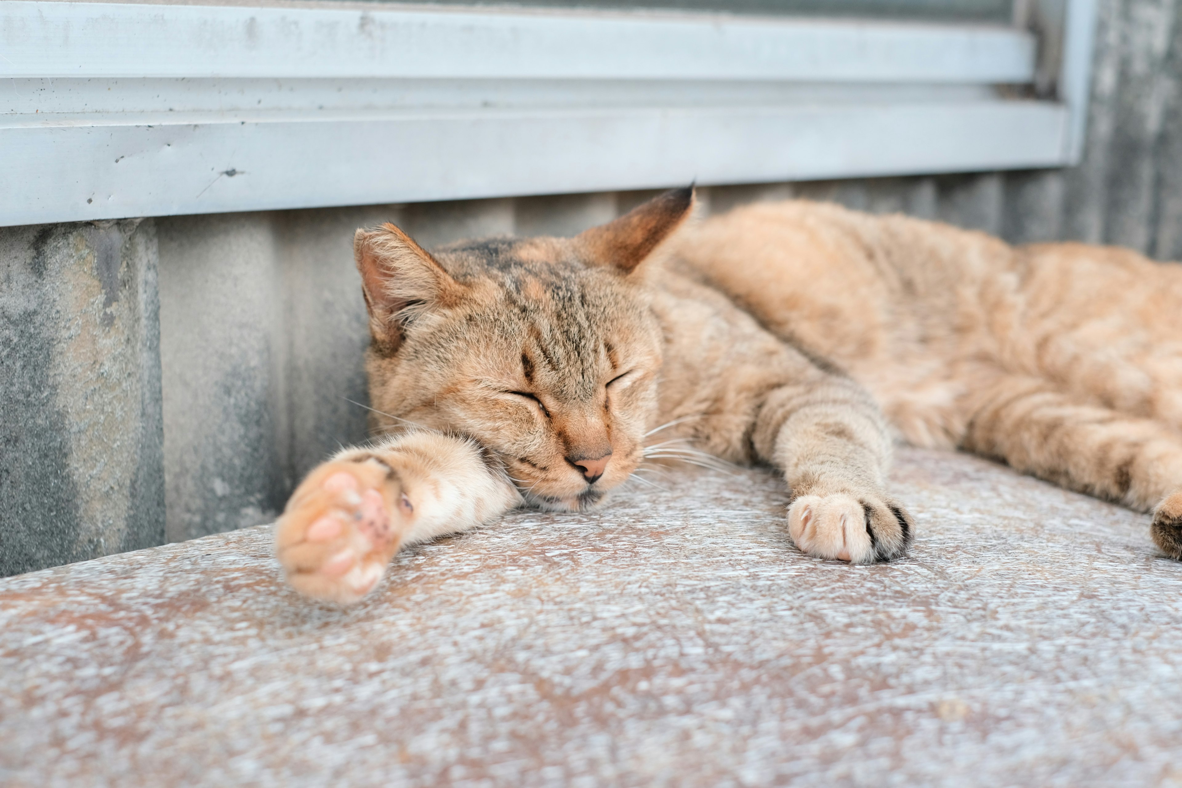 Gambar kucing coklat yang tidur di bawah sinar matahari