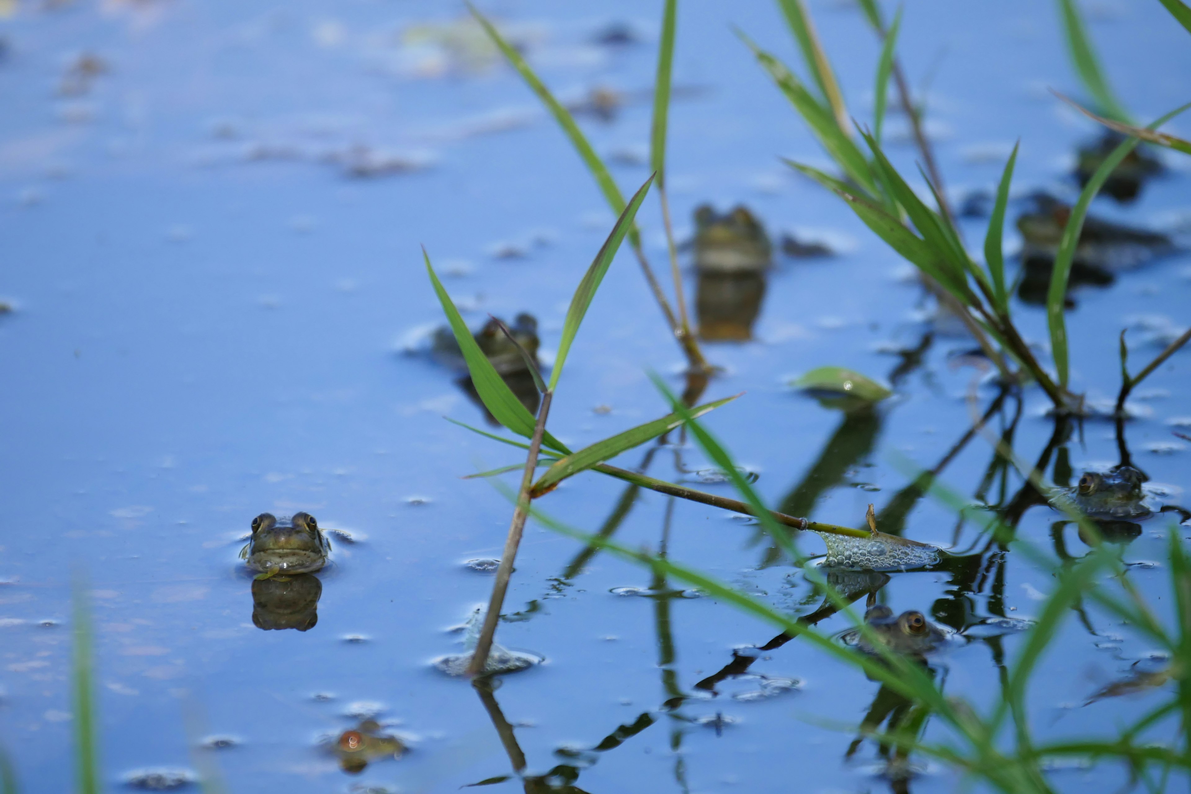 Ranas descansando sobre la superficie del agua con hierba verde