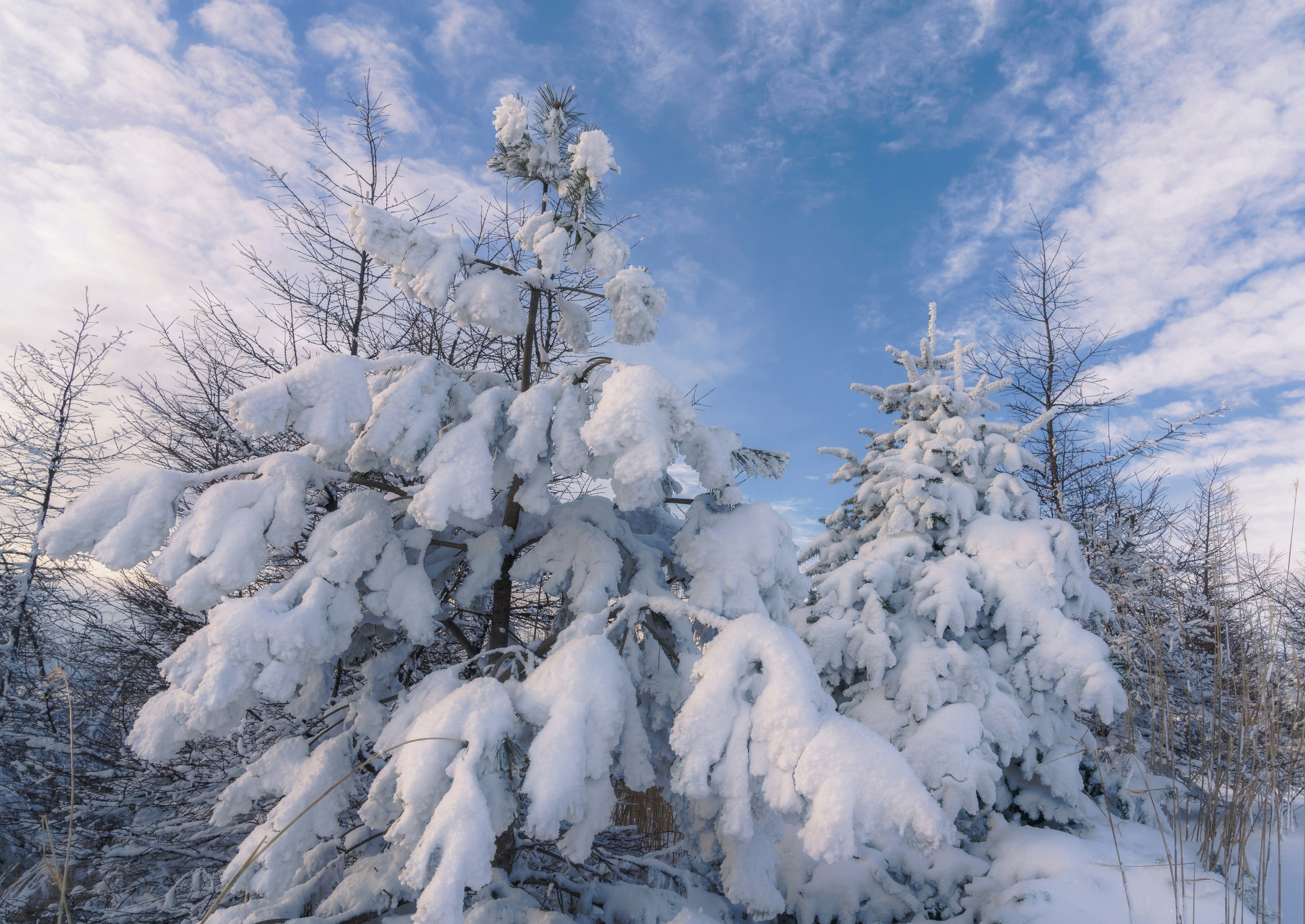 Snow-covered trees under a blue sky