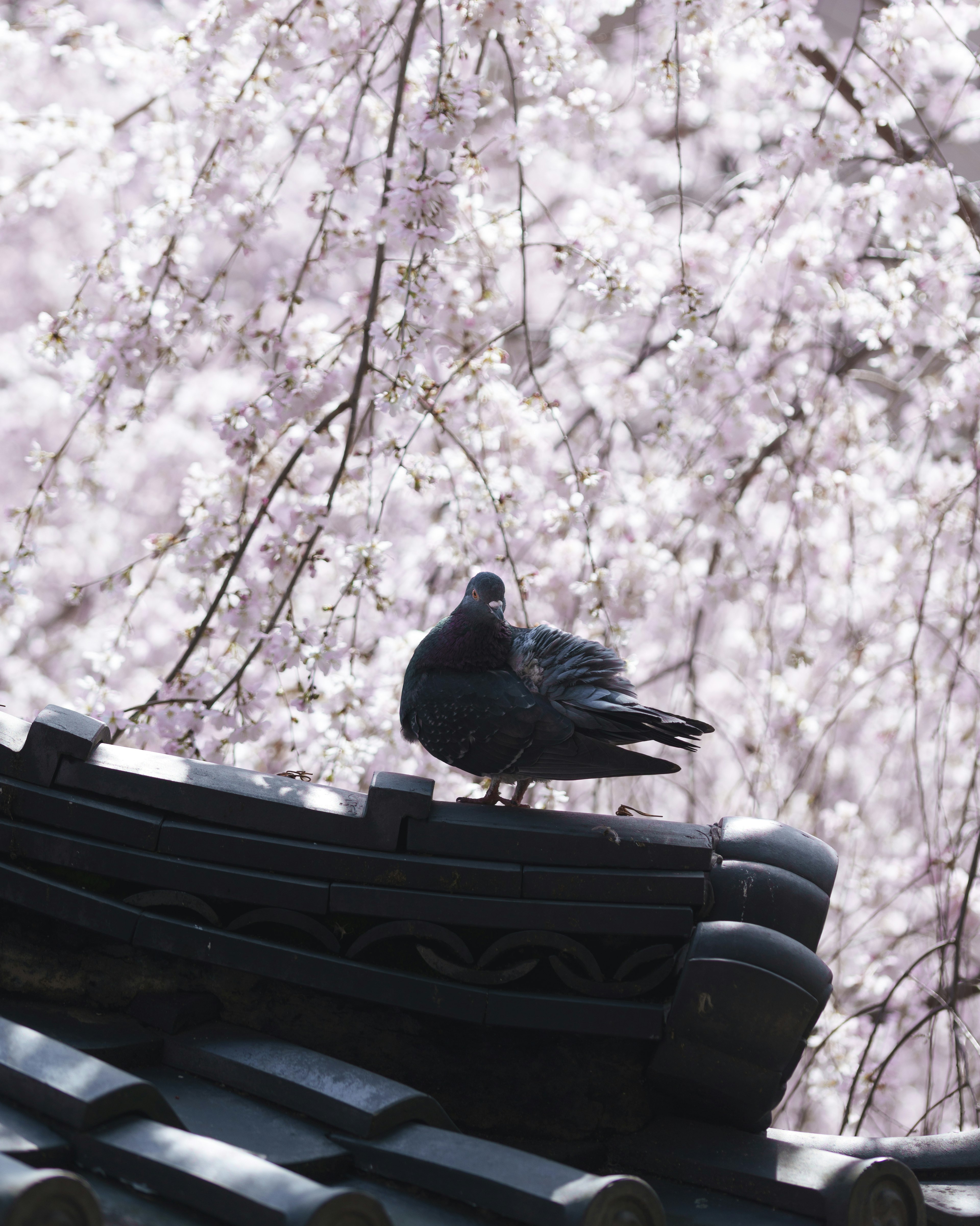 A black pigeon perched on a roof with cherry blossoms in the background