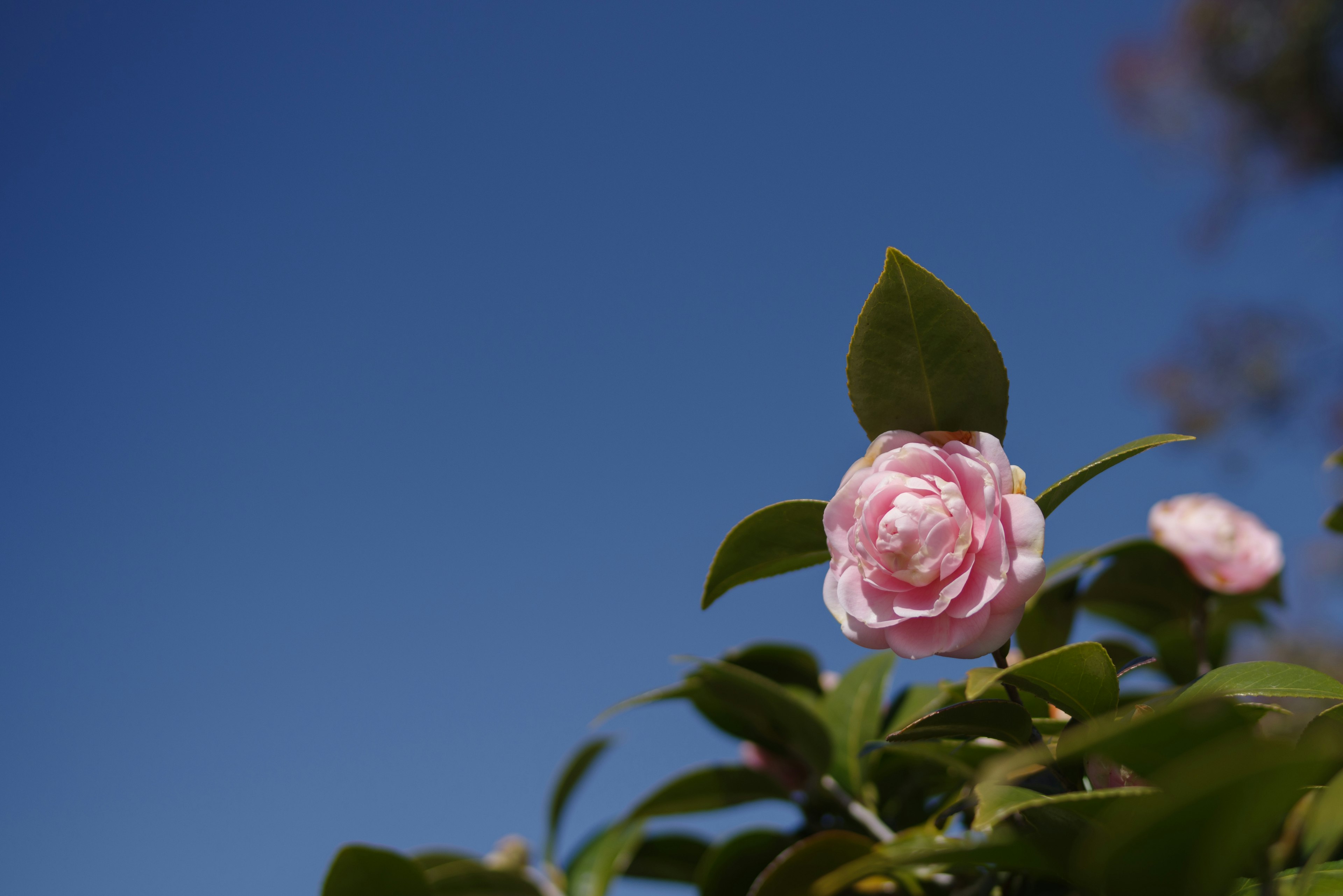 A pink camellia flower against a blue sky with green leaves