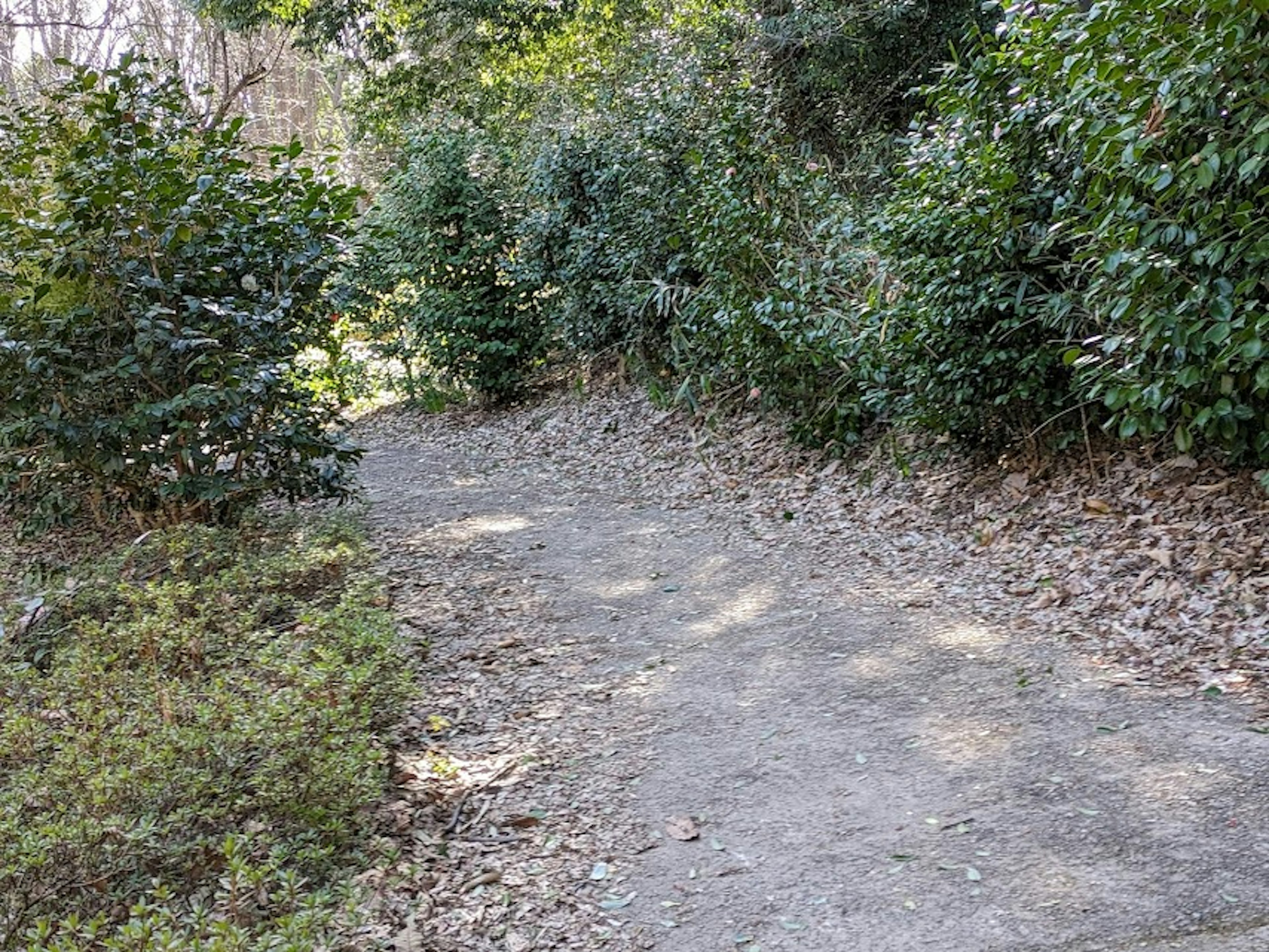 被綠色植物環繞的風景小徑