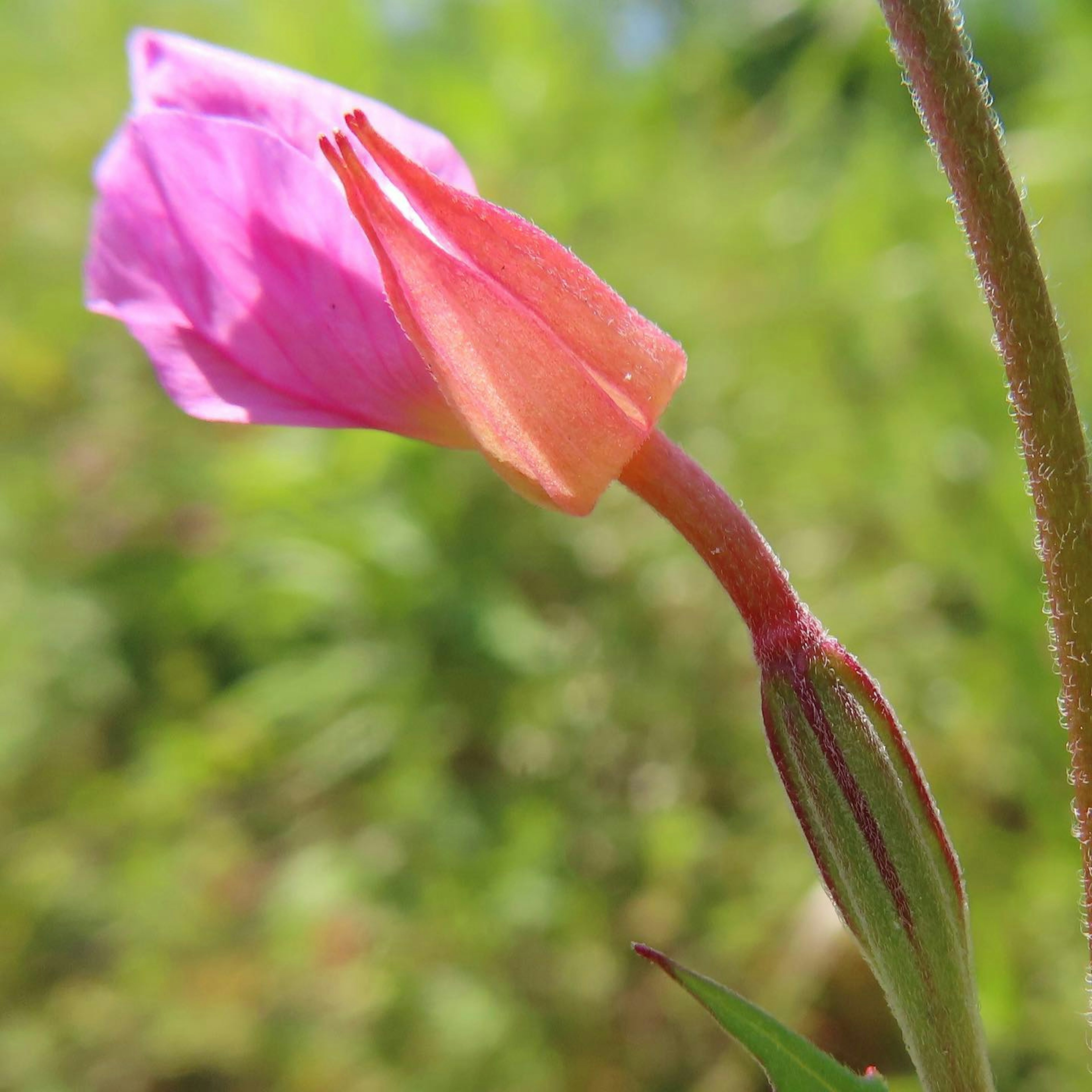 A close-up of a flower with vibrant pink and orange petals against a green background