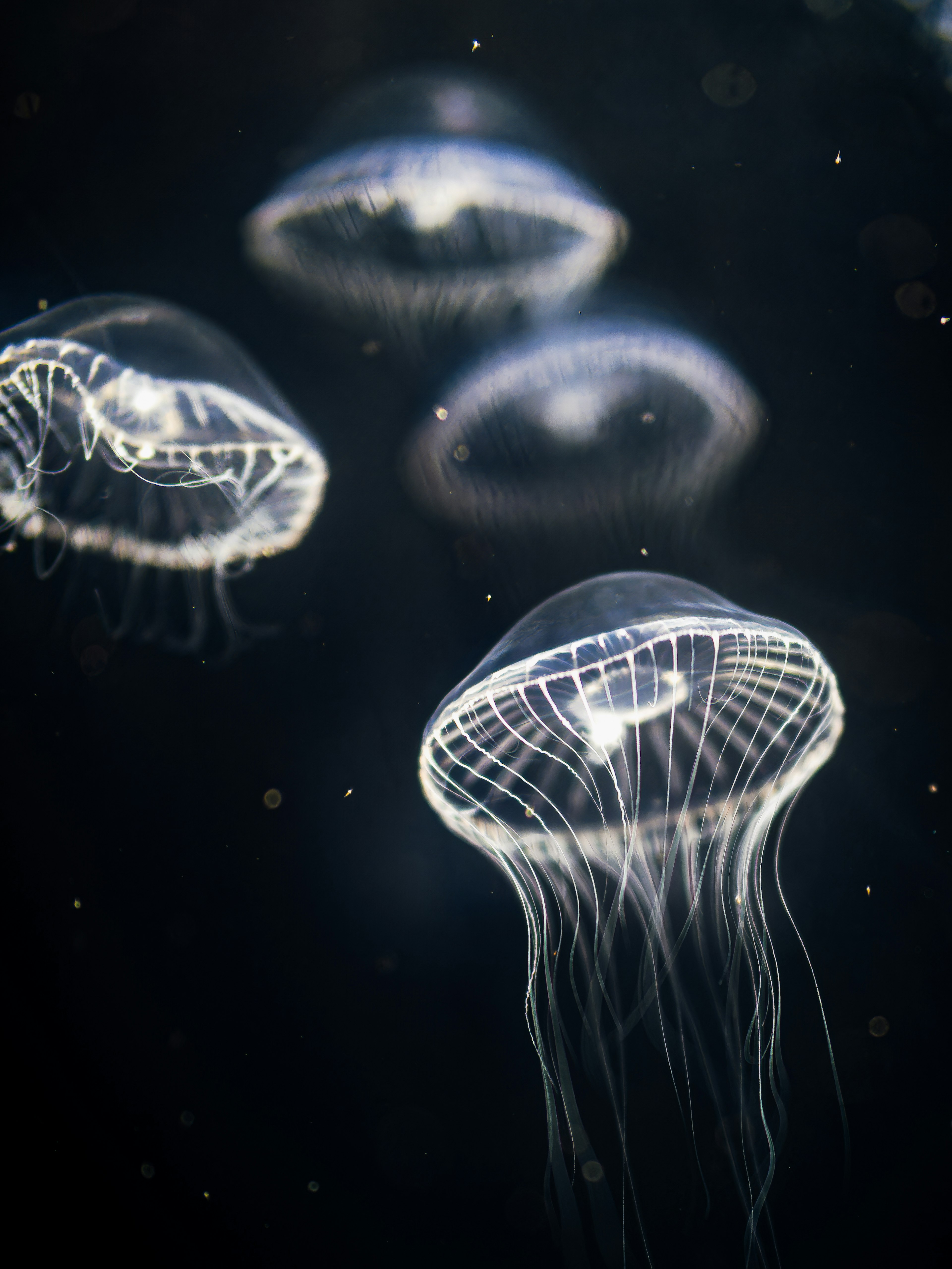 Jellyfish transparan mengapung di bawah air