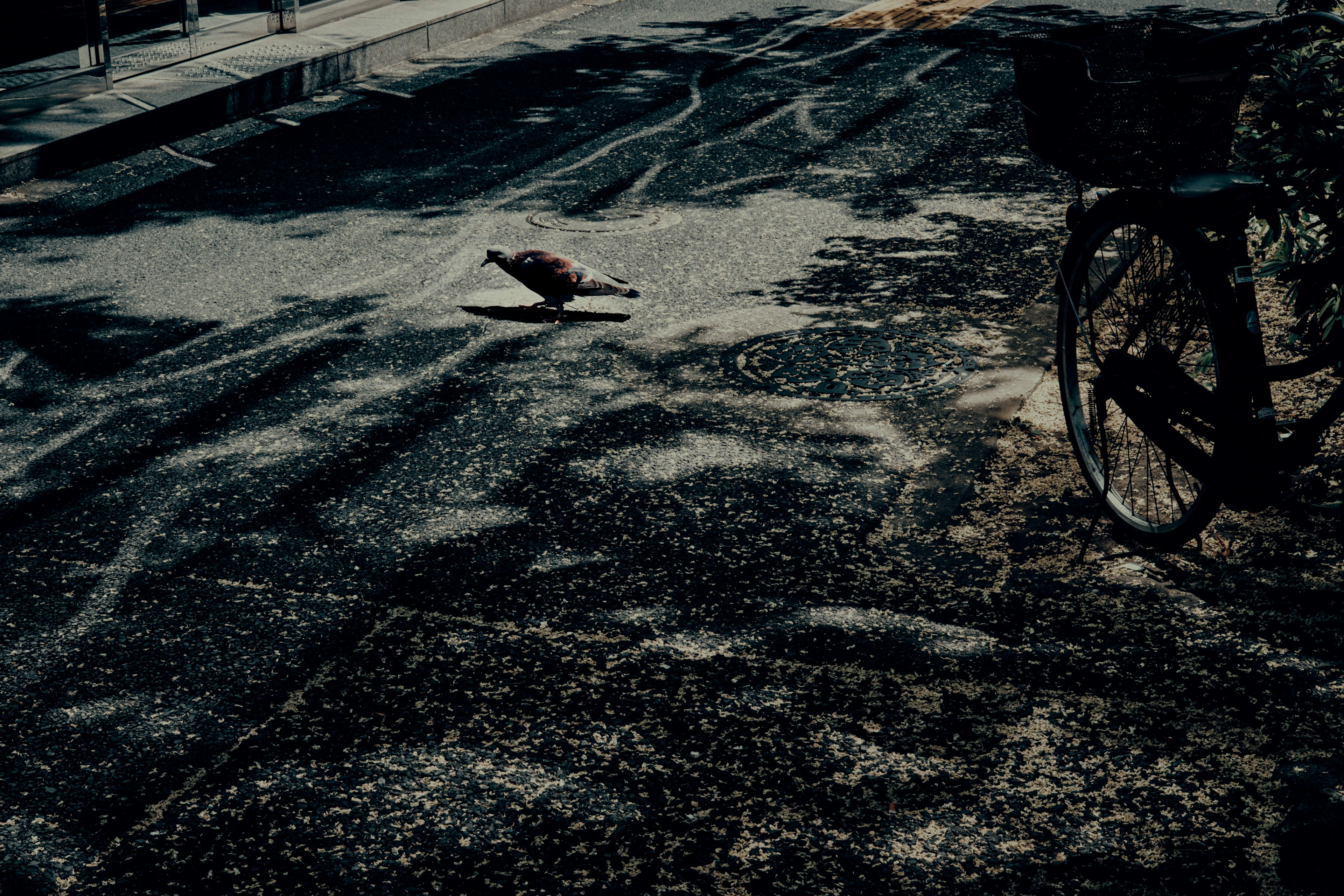 道にいるカメと自転車が写る風景