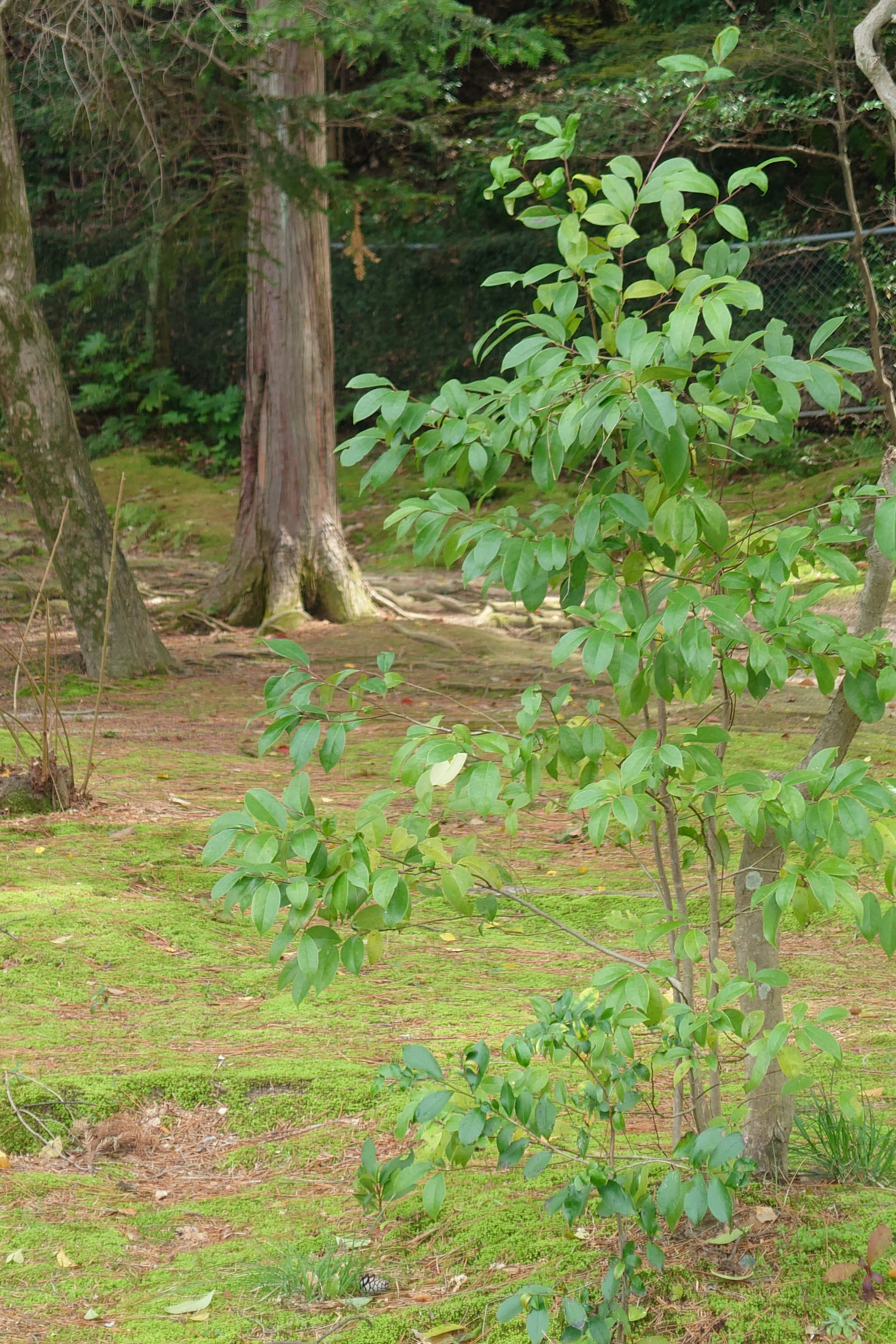 Ein kleiner grünblättriger Baum steht in einem Wald