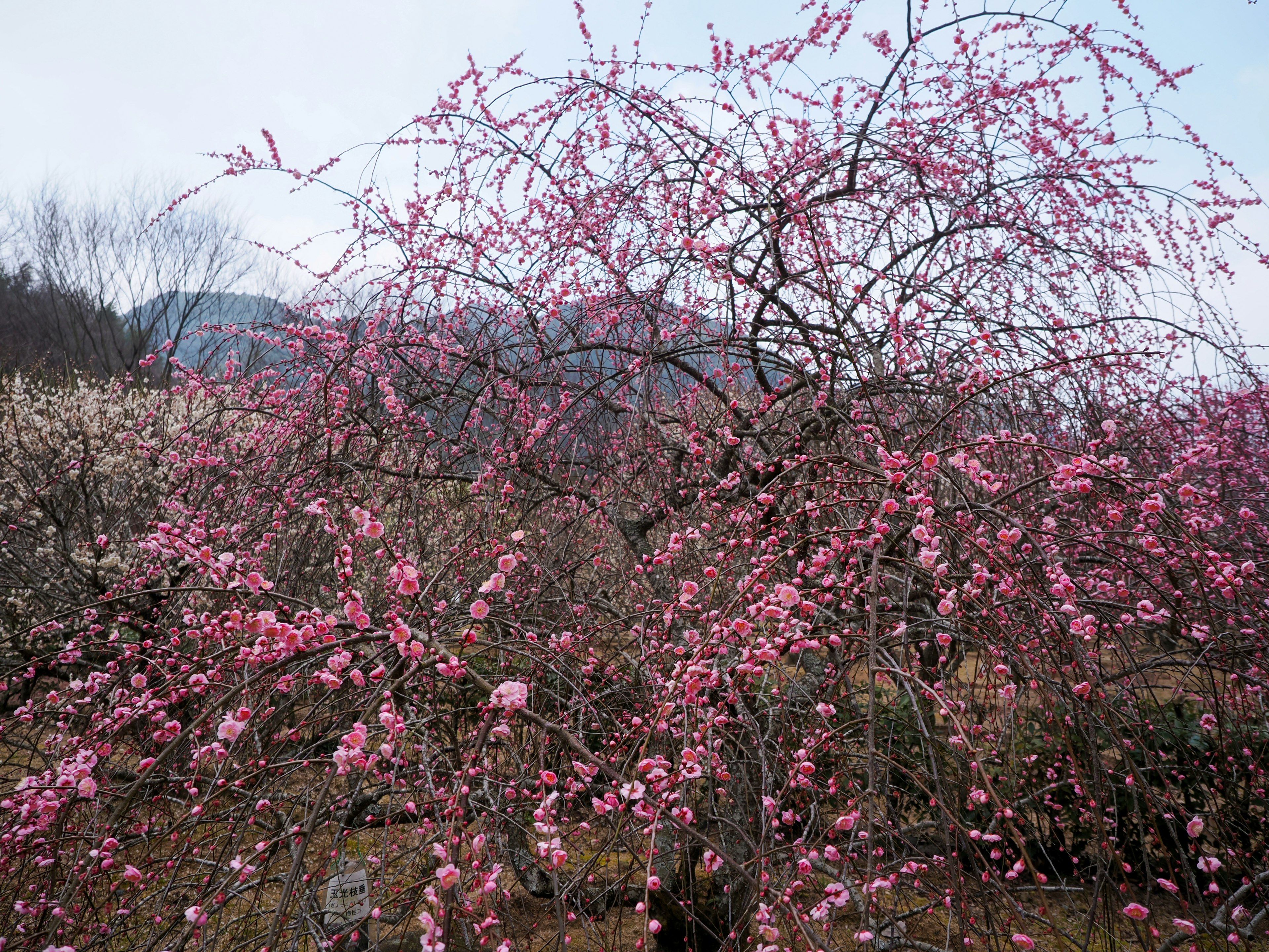 桜の花が咲く美しい風景