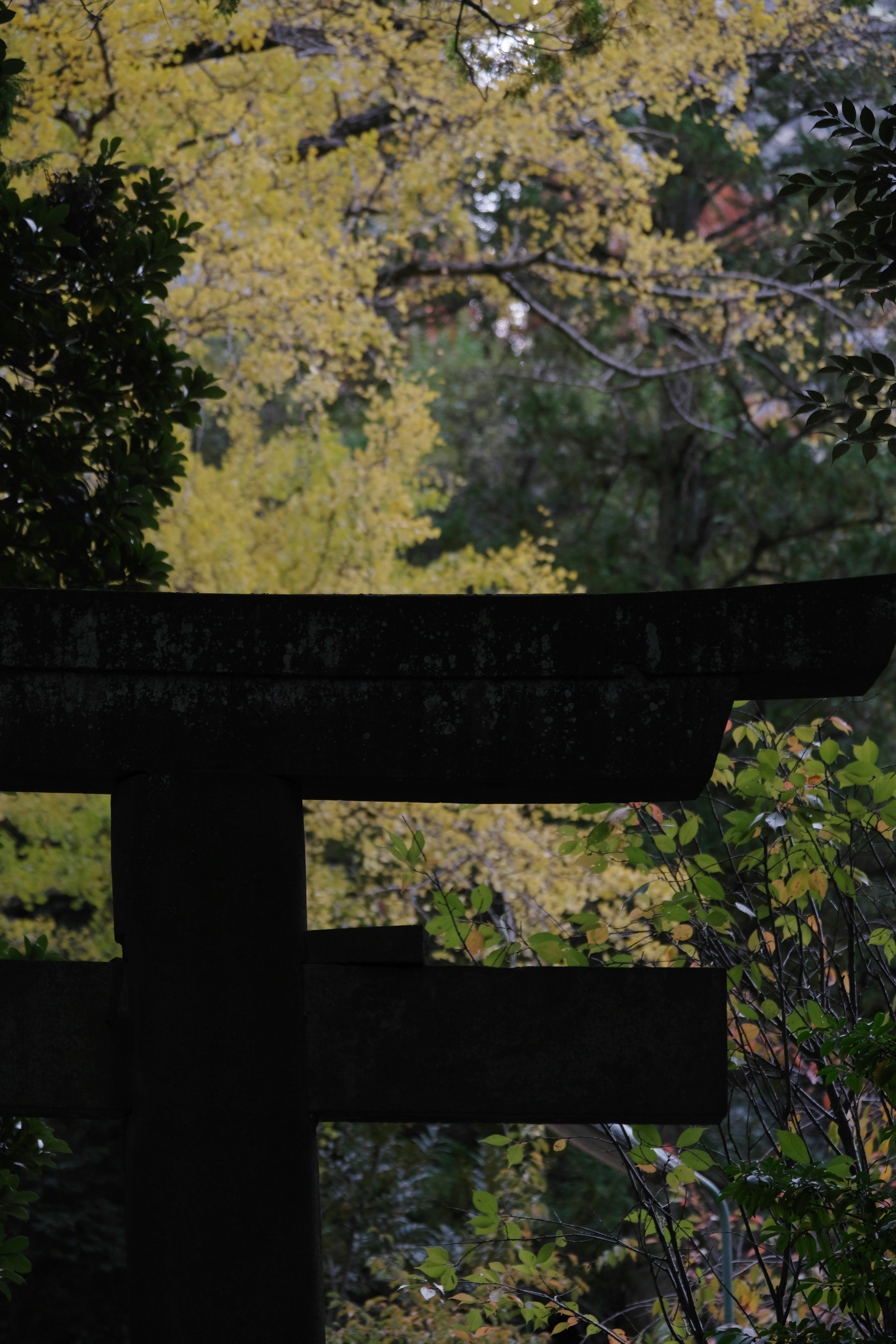 緑の木々の間にある暗い鳥居のシルエット