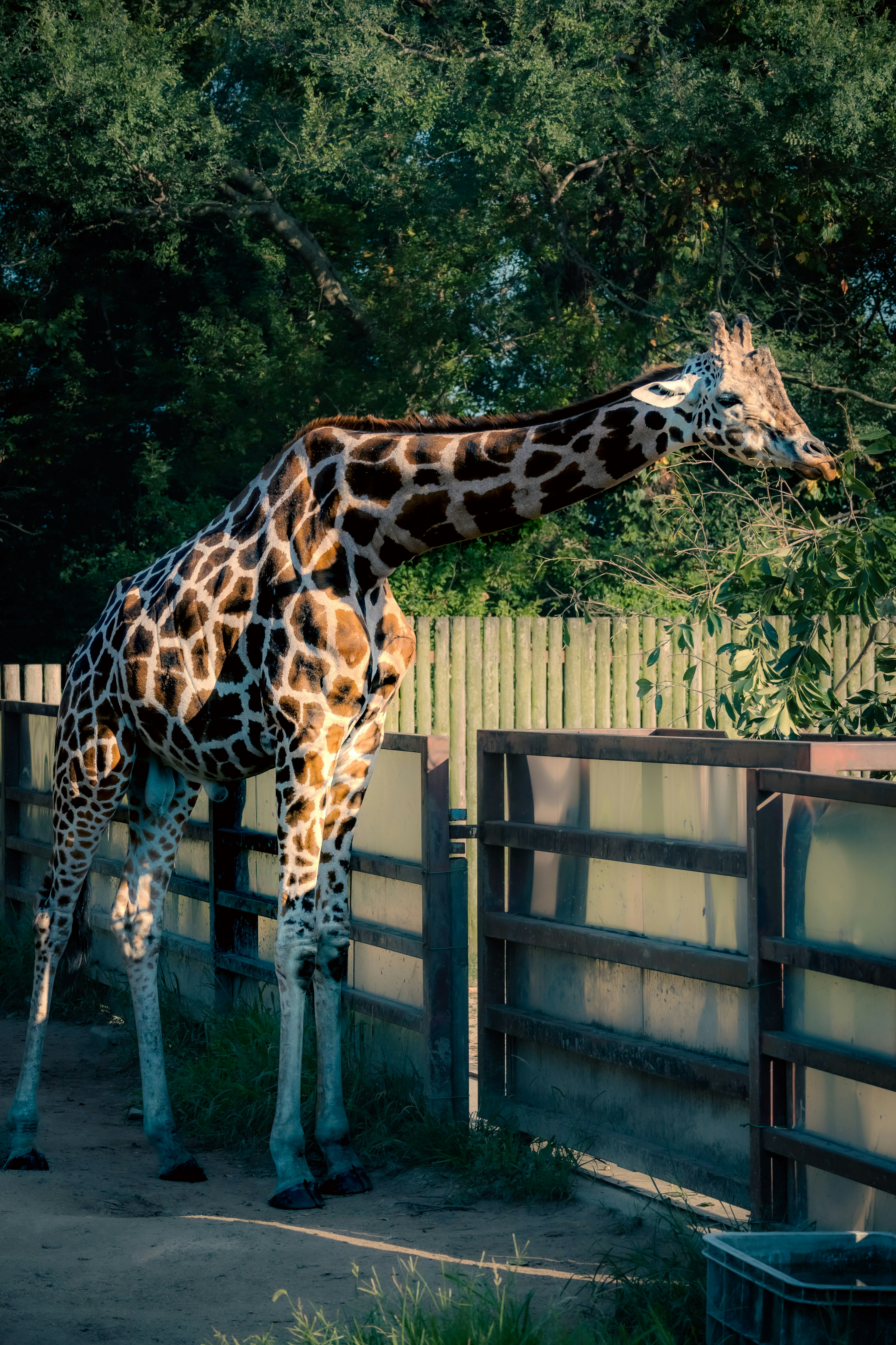 Giraffe eating leaves in a safari park