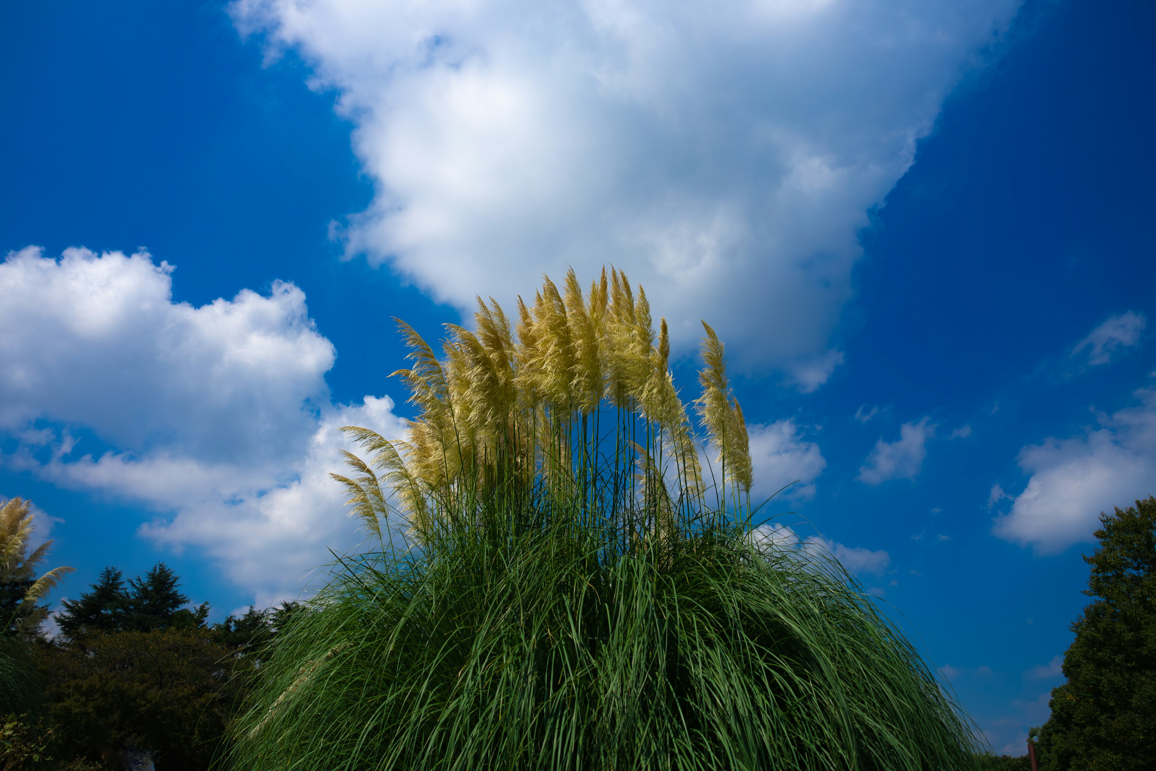 A beautiful pampas grass blooming under a blue sky