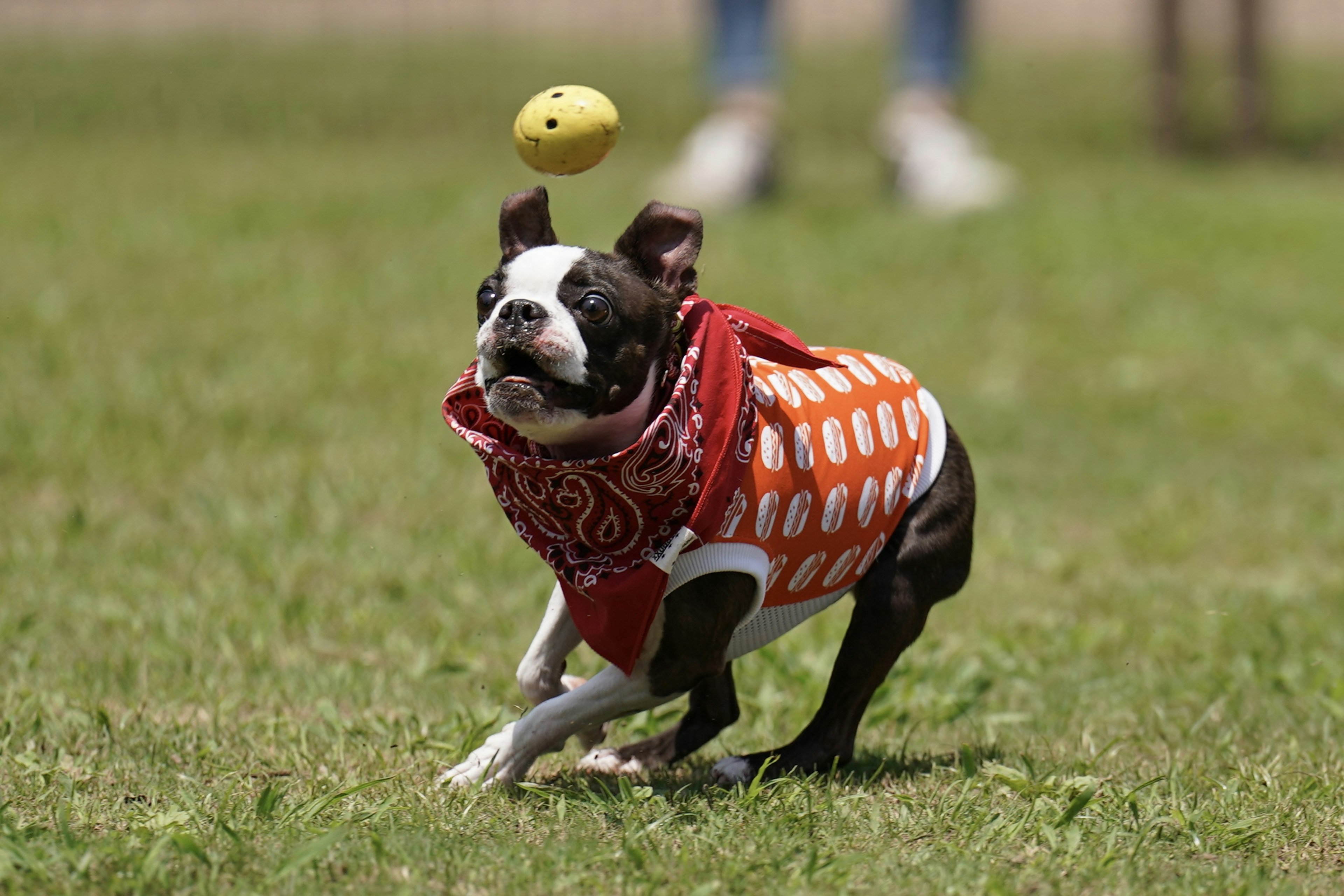 Một chú Boston Terrier vui vẻ đang đuổi theo quả bóng trên mặt đất cỏ