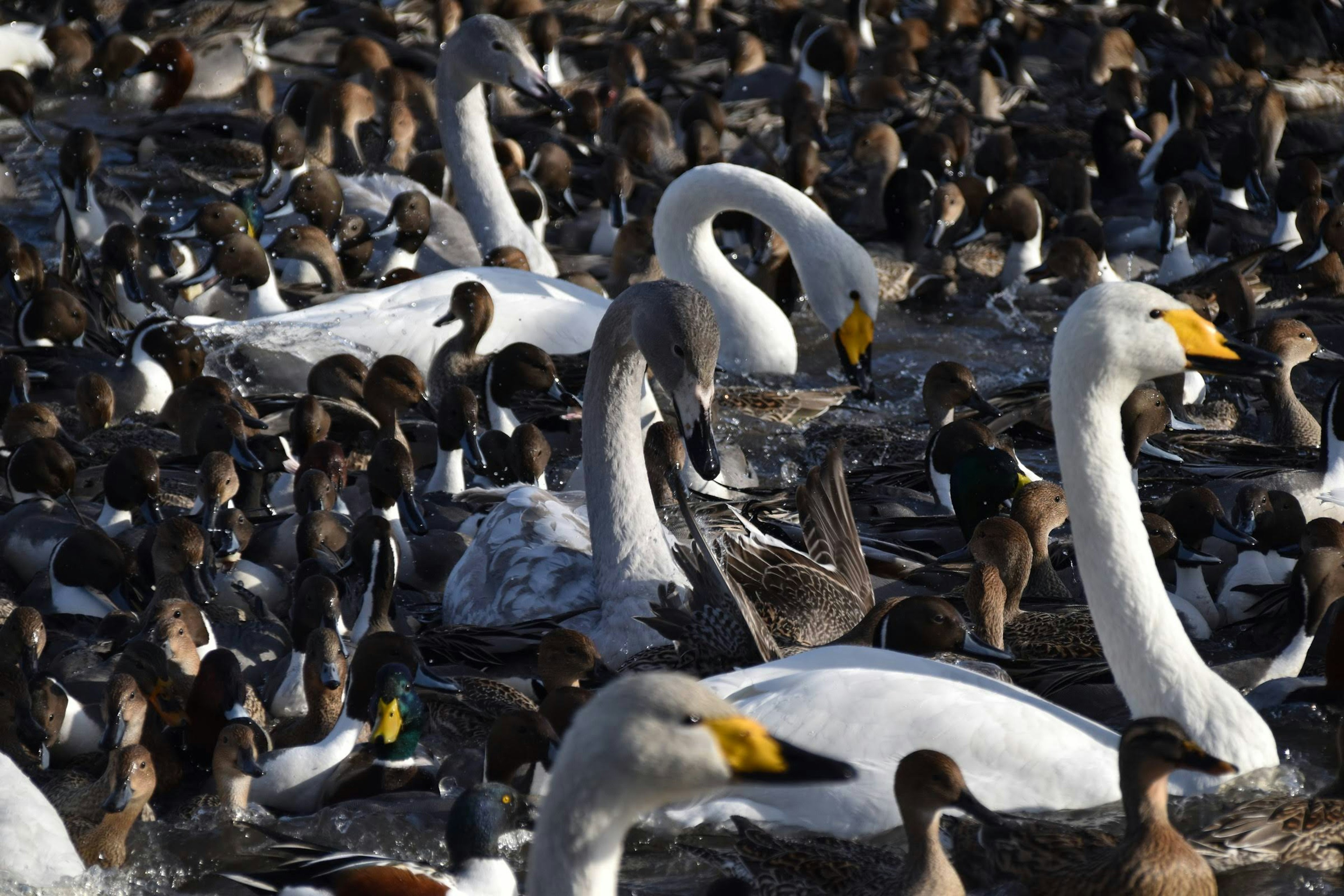 Una escena de muchos cisnes y patos flotando en el agua