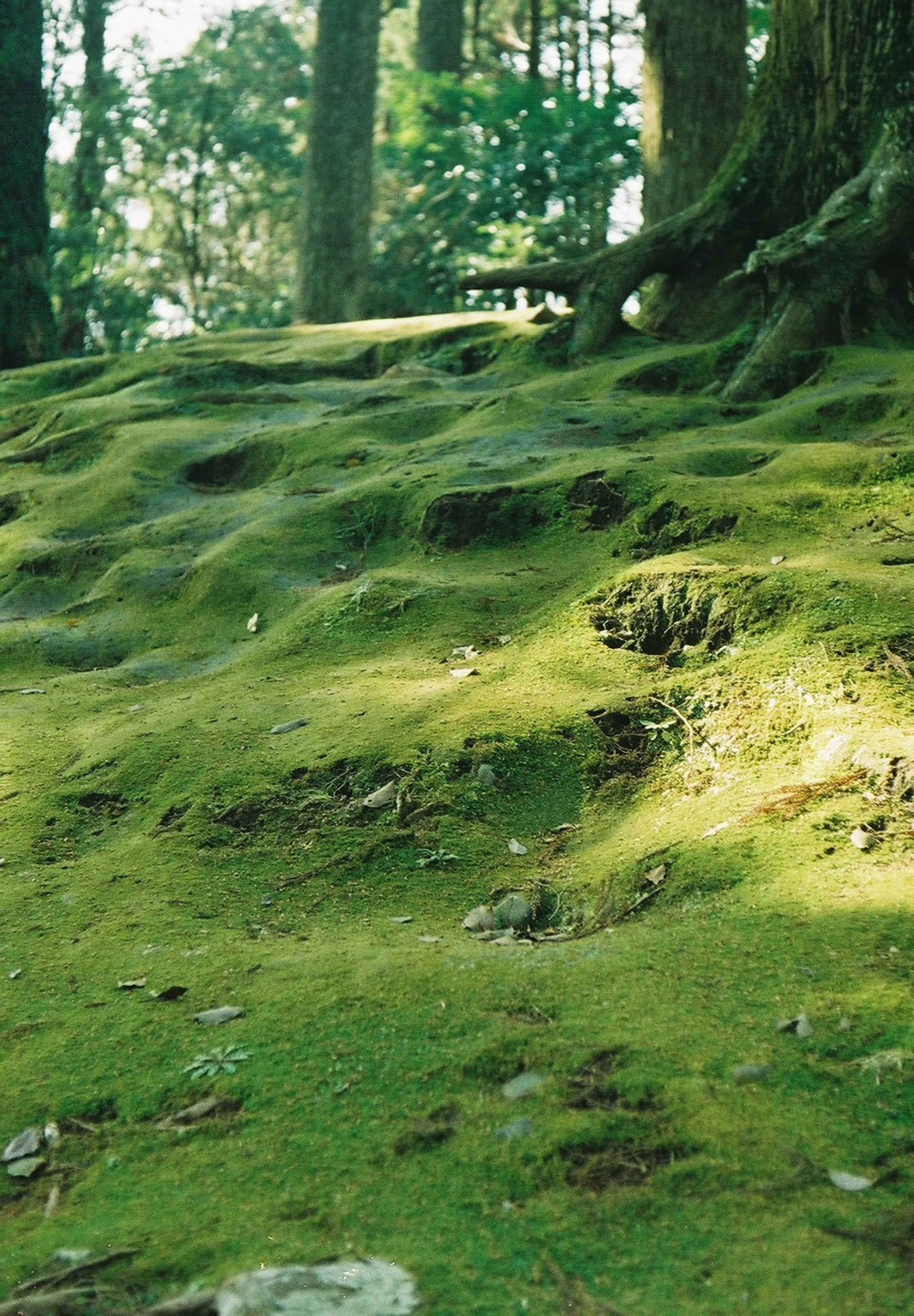 緑の苔に覆われた地面のテクスチャーと木の根