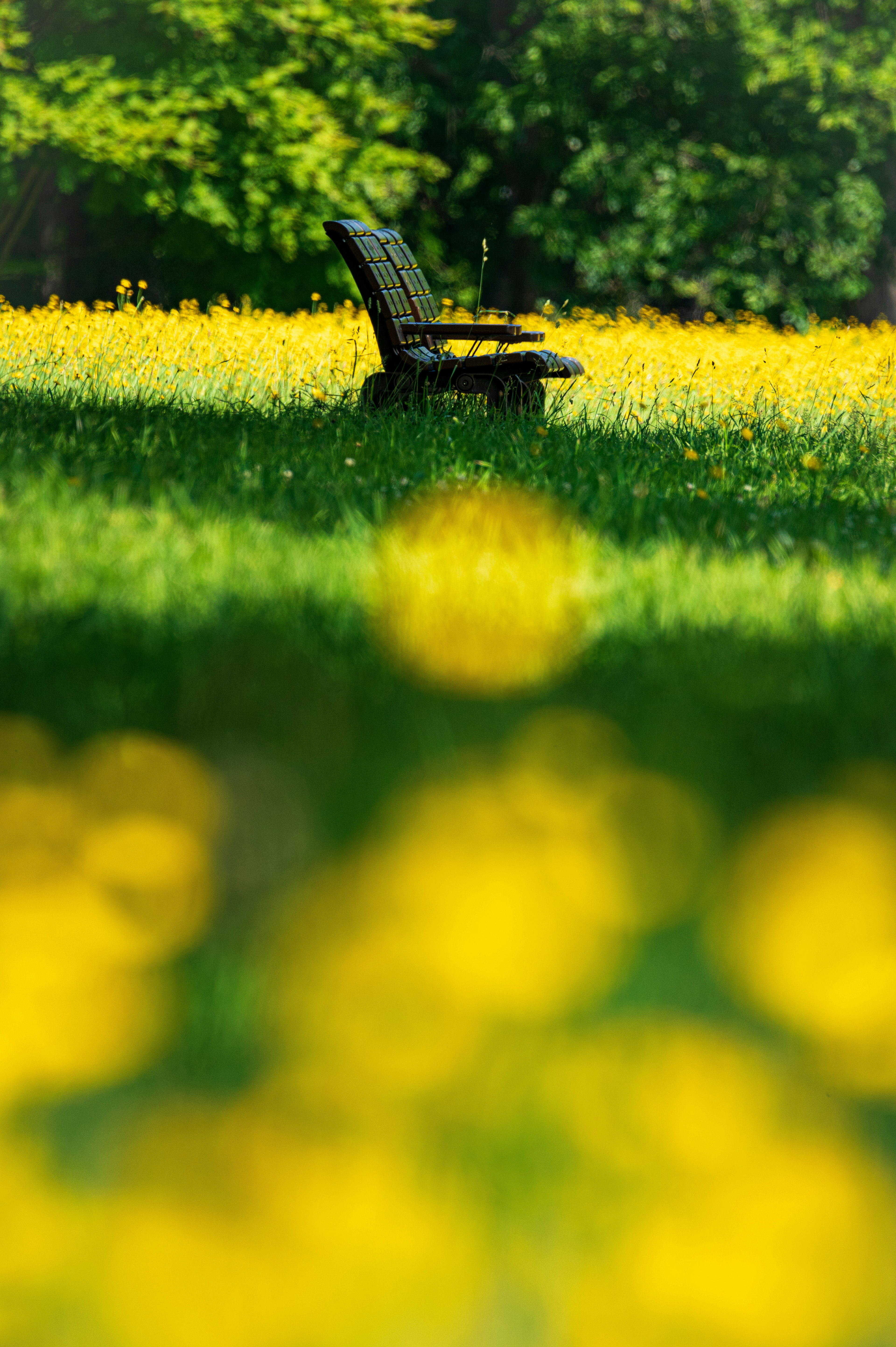 黄色い花に囲まれた黒い椅子の風景