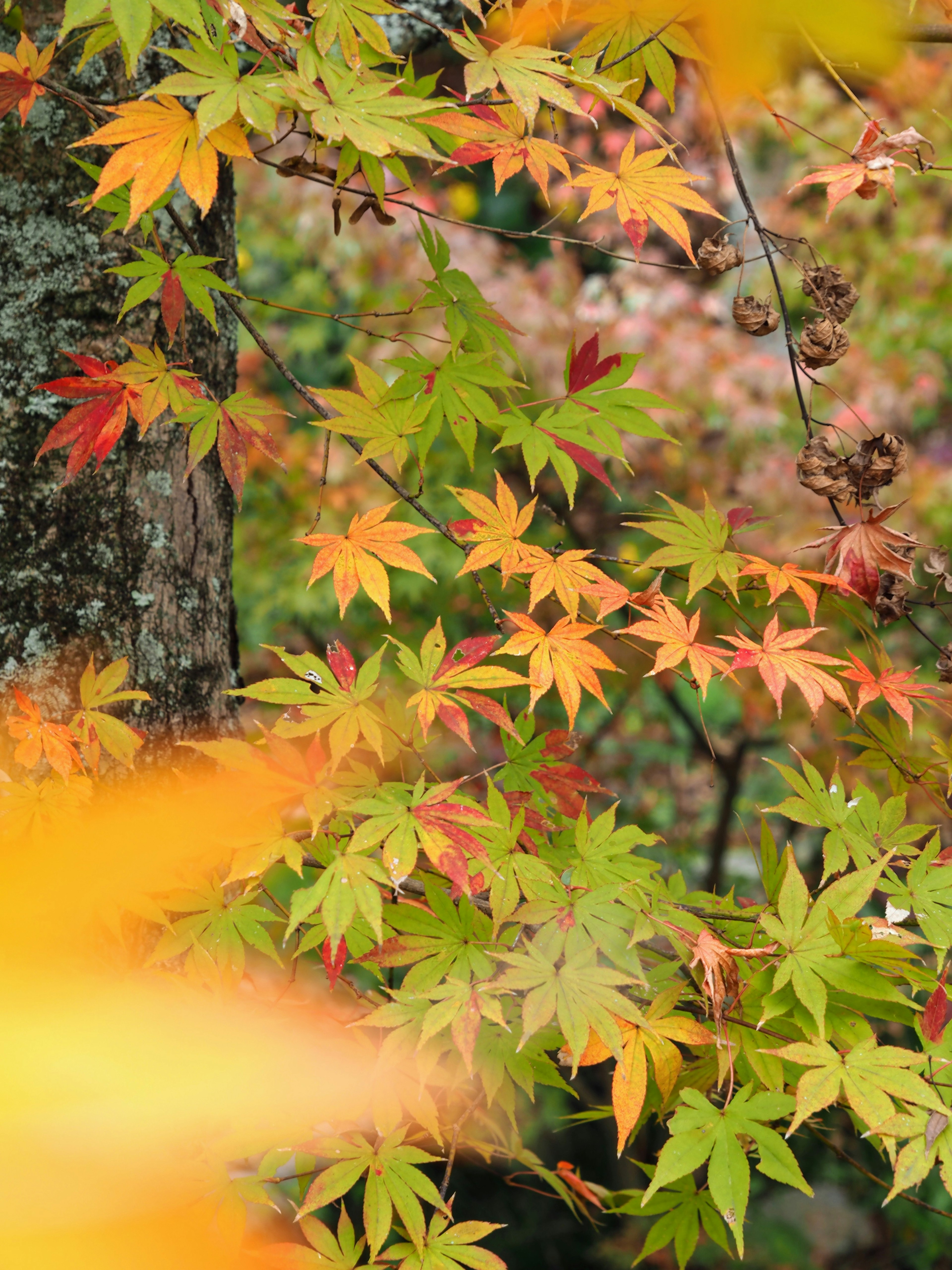 Daun maple berwarna-warni menampilkan pemandangan musim gugur