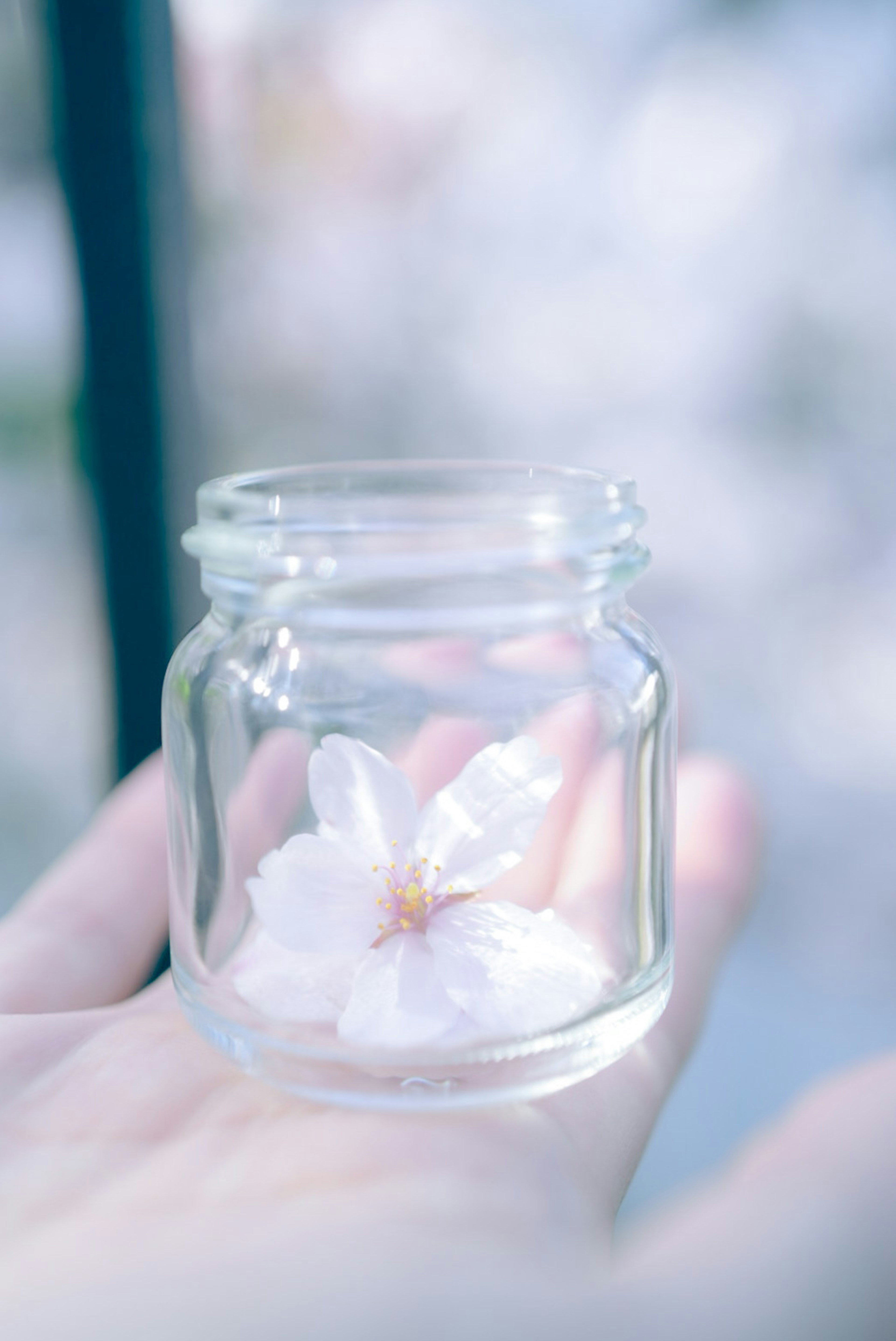 Una mano che tiene un barattolo di vetro con un fiore di ciliegio all'interno