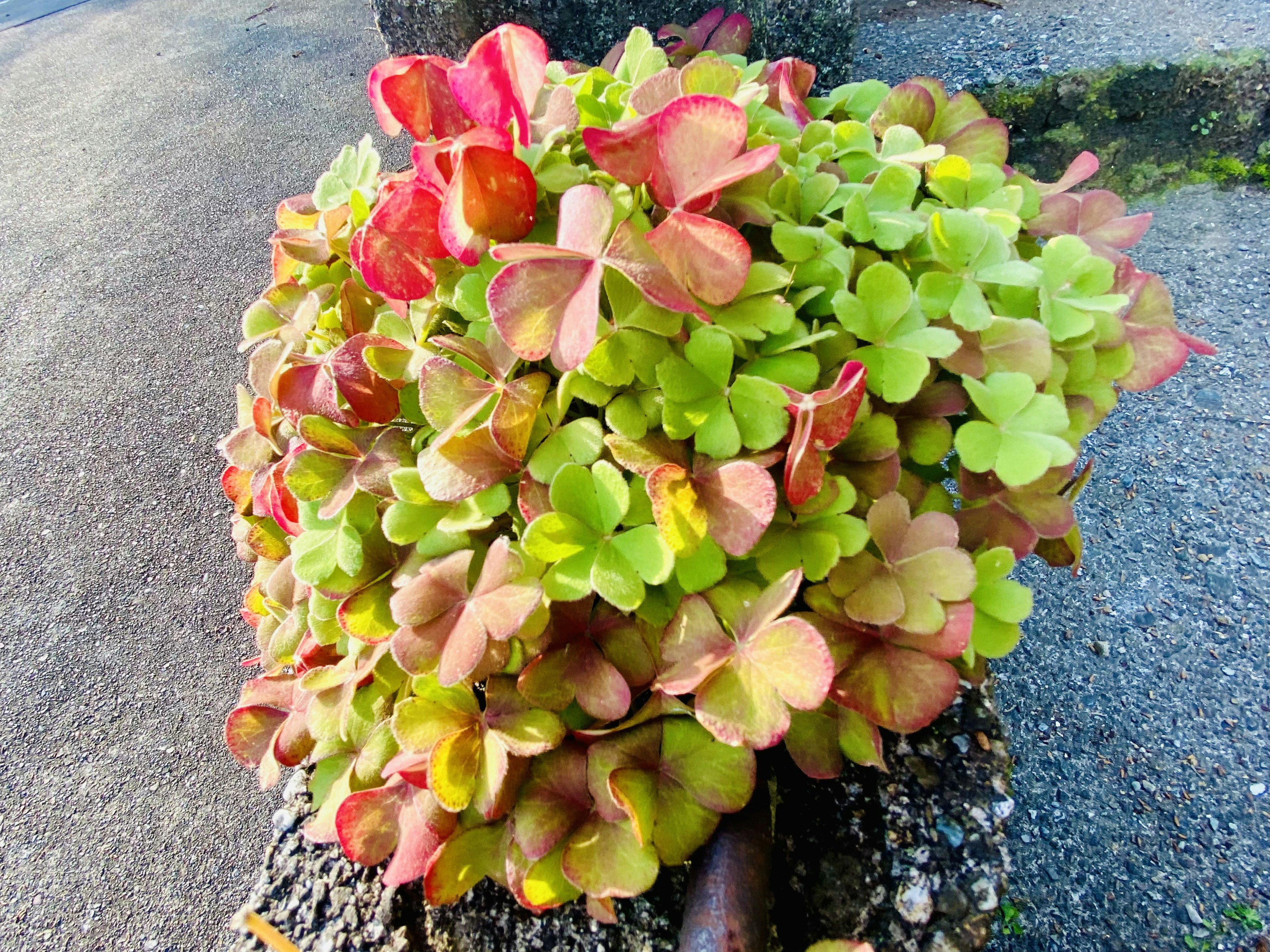 Gros plan d'une plante vibrante avec des feuilles colorées