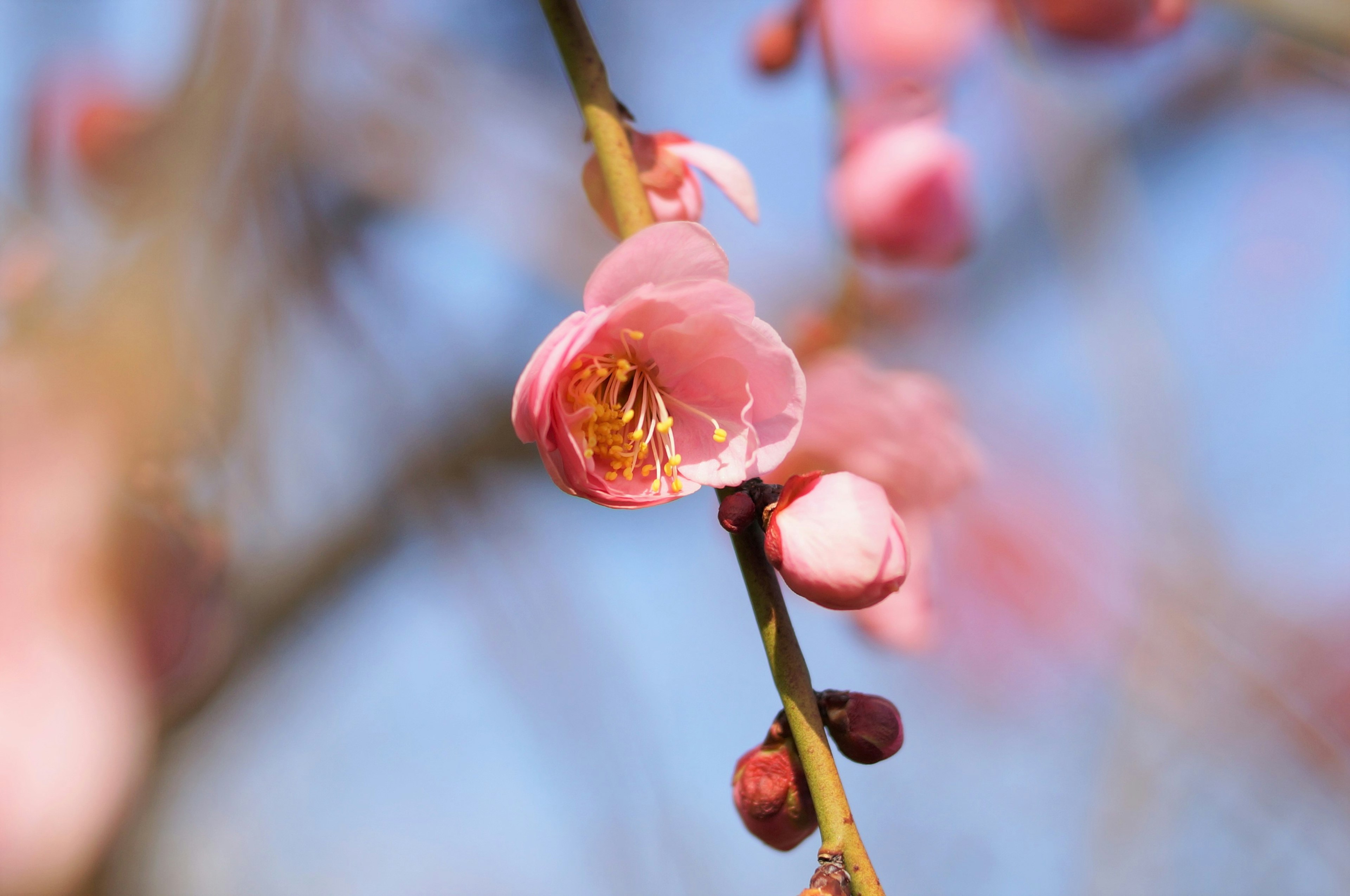 Nahaufnahme von Kirschblüten an einem Zweig vor blauem Himmel