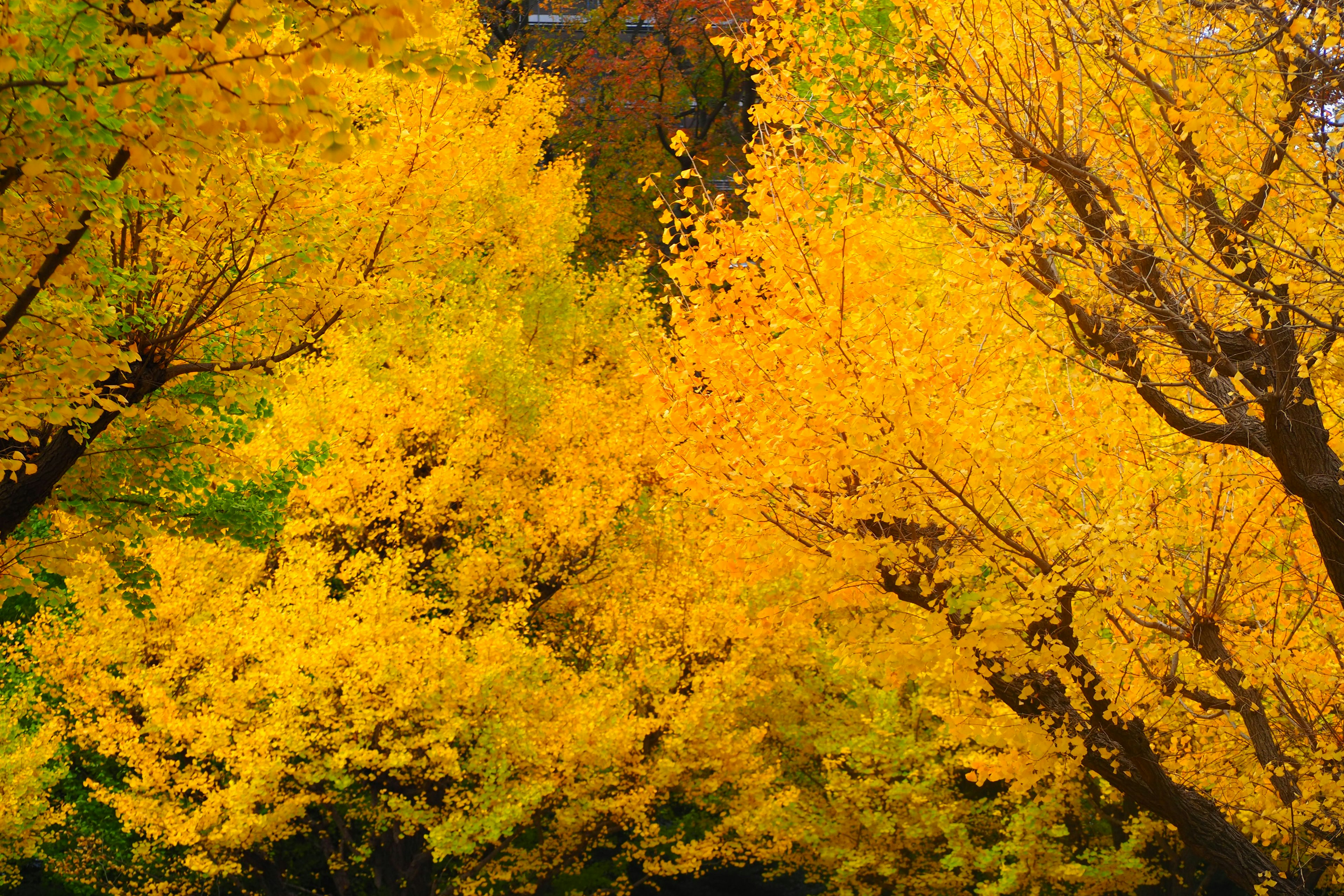 Vibrant trees with bright yellow leaves in a lush landscape