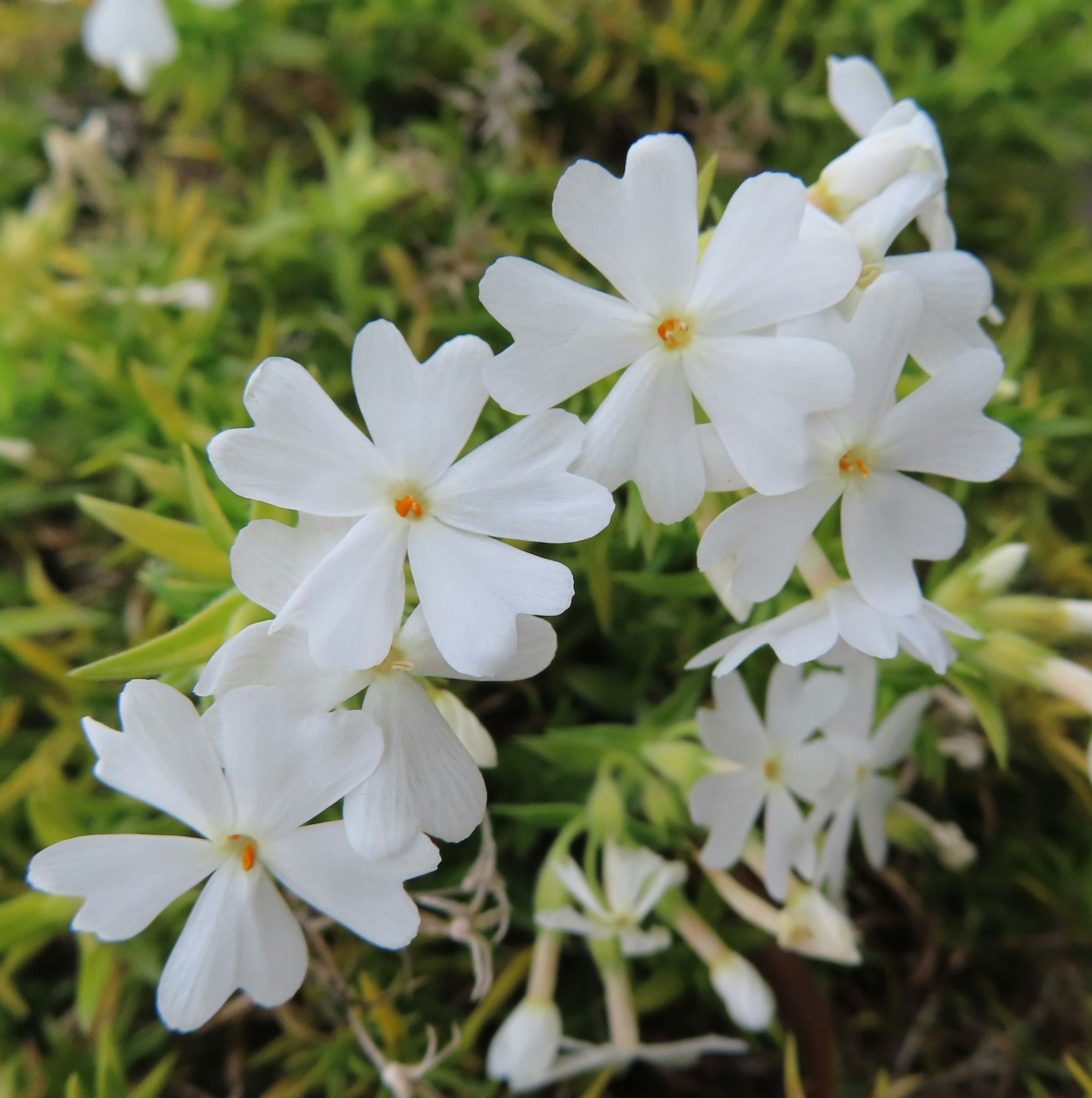 Cluster of white flowers with yellow centers against a green background