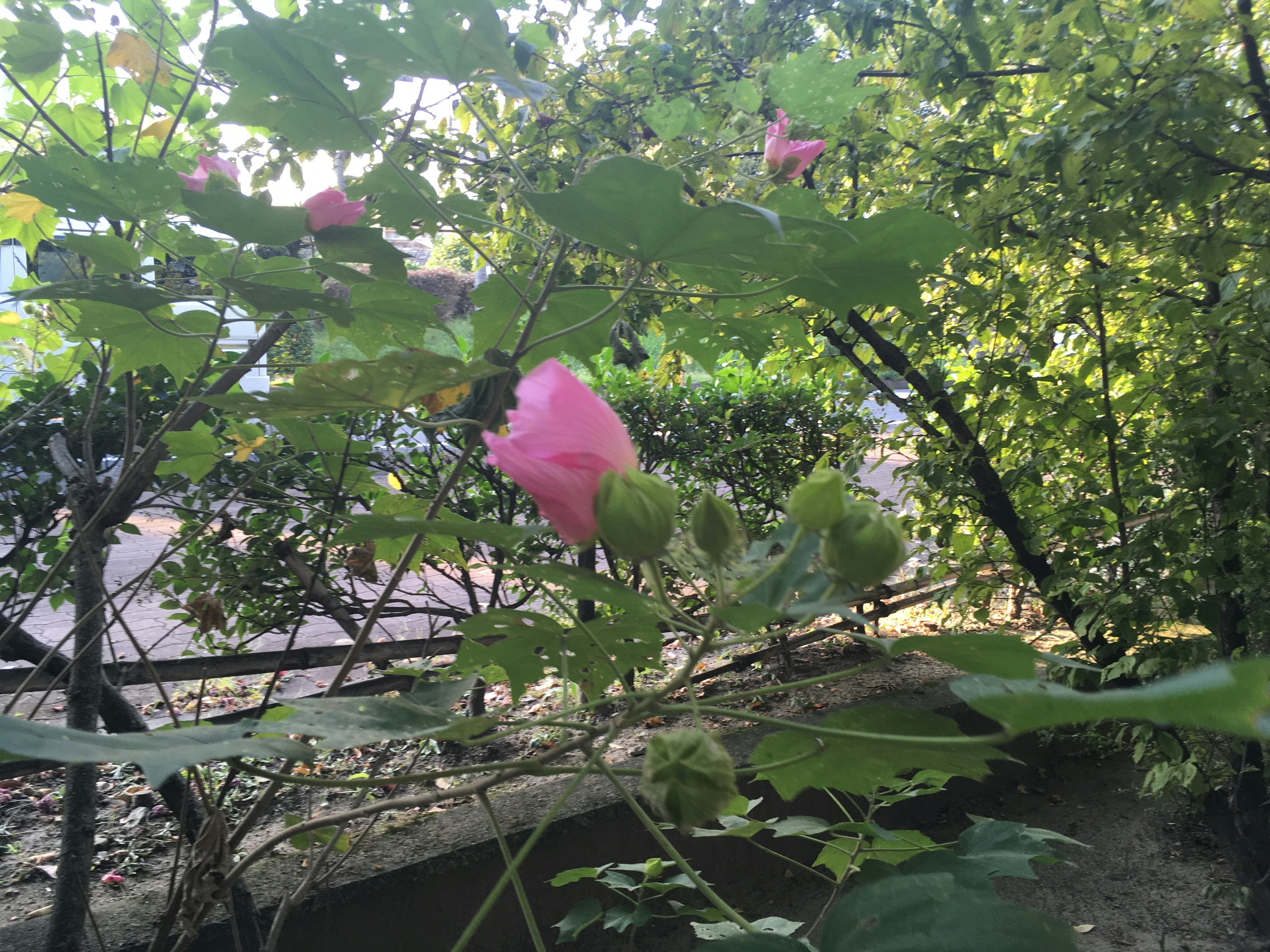 Eine Ansicht von rosa Blumen umgeben von grünen Blättern