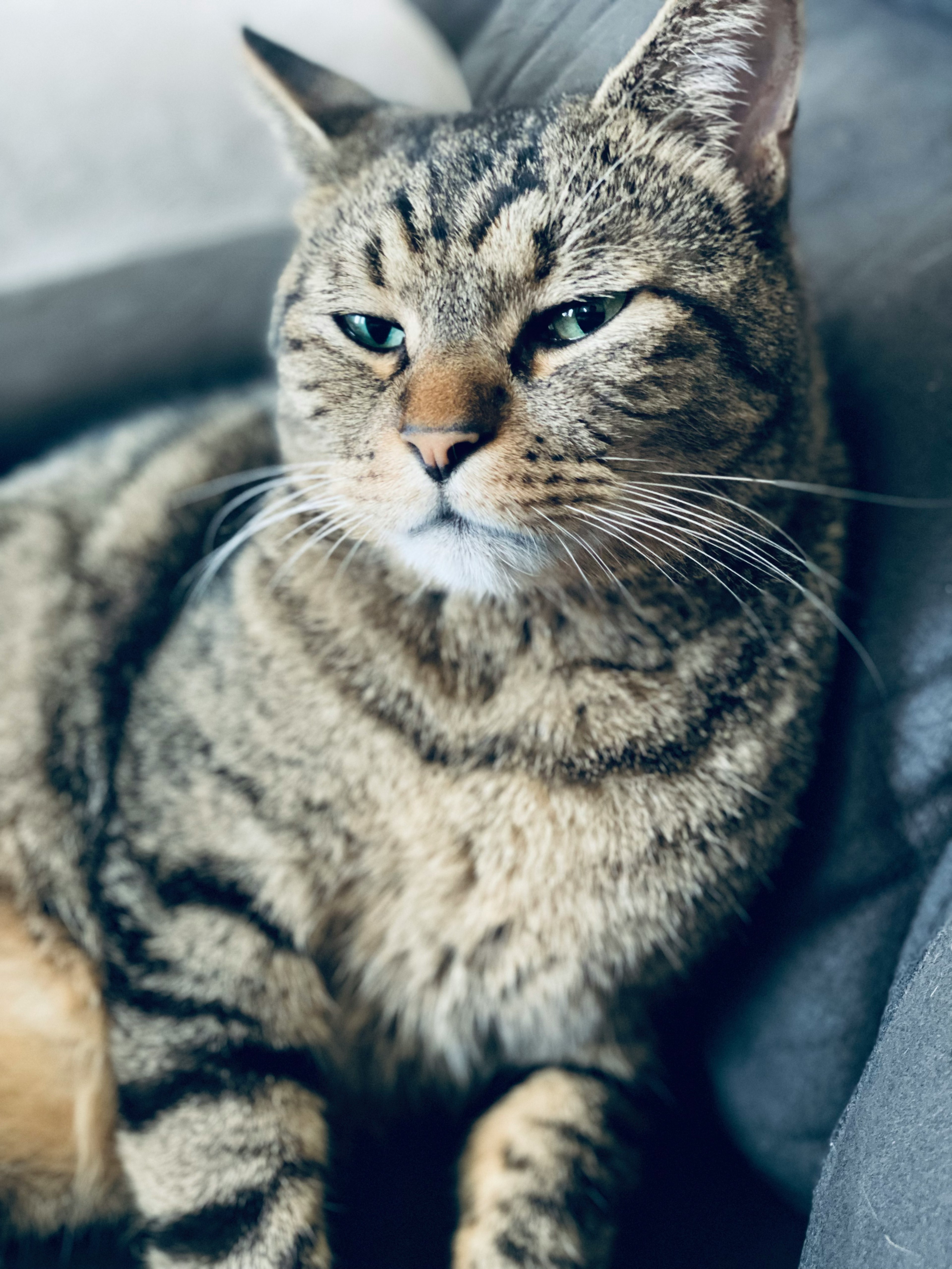 Un chat allongé avec un pelage rayé et une expression calme