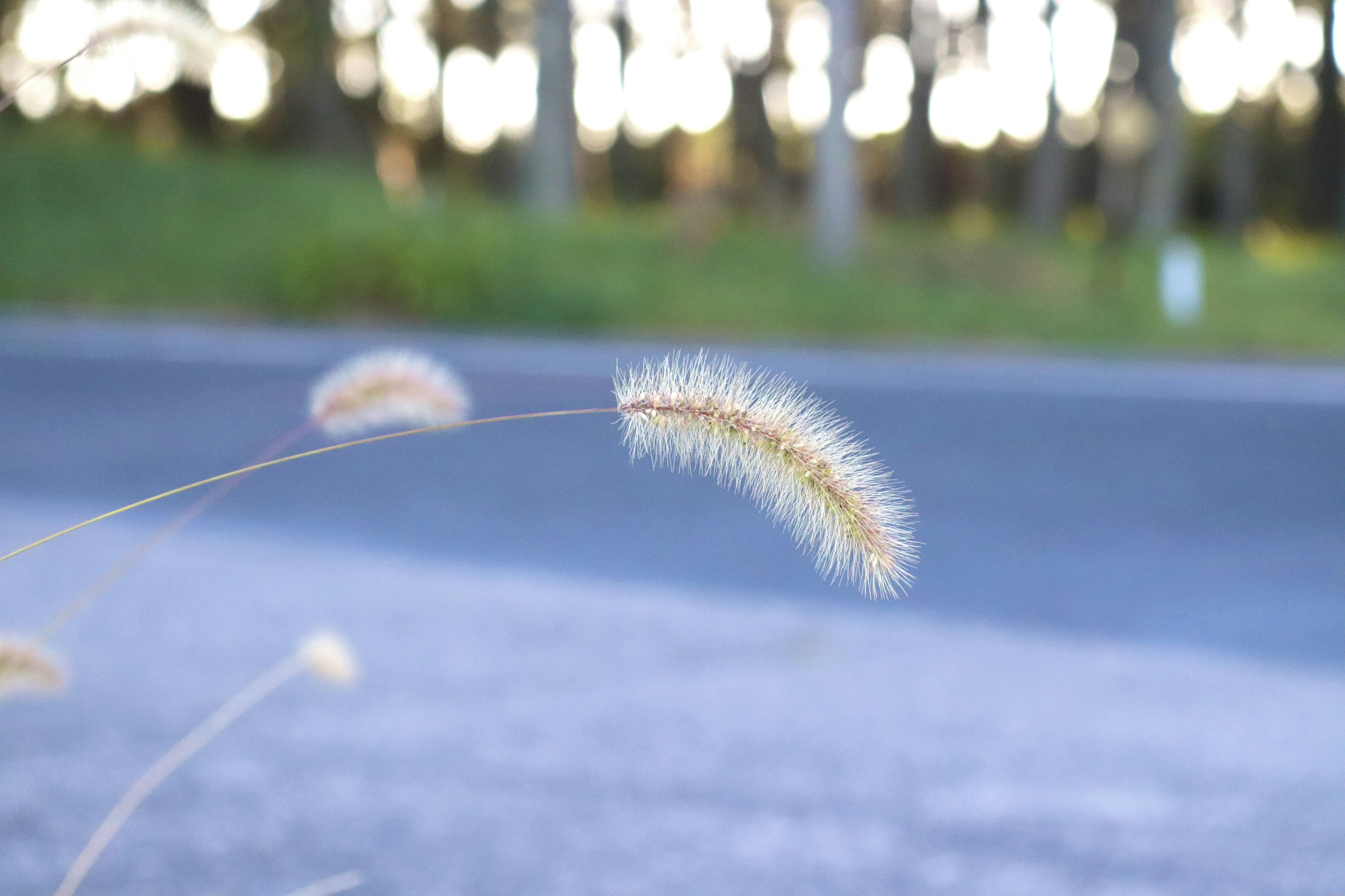 道路脇に咲く柔らかい草の穂と背景の木々