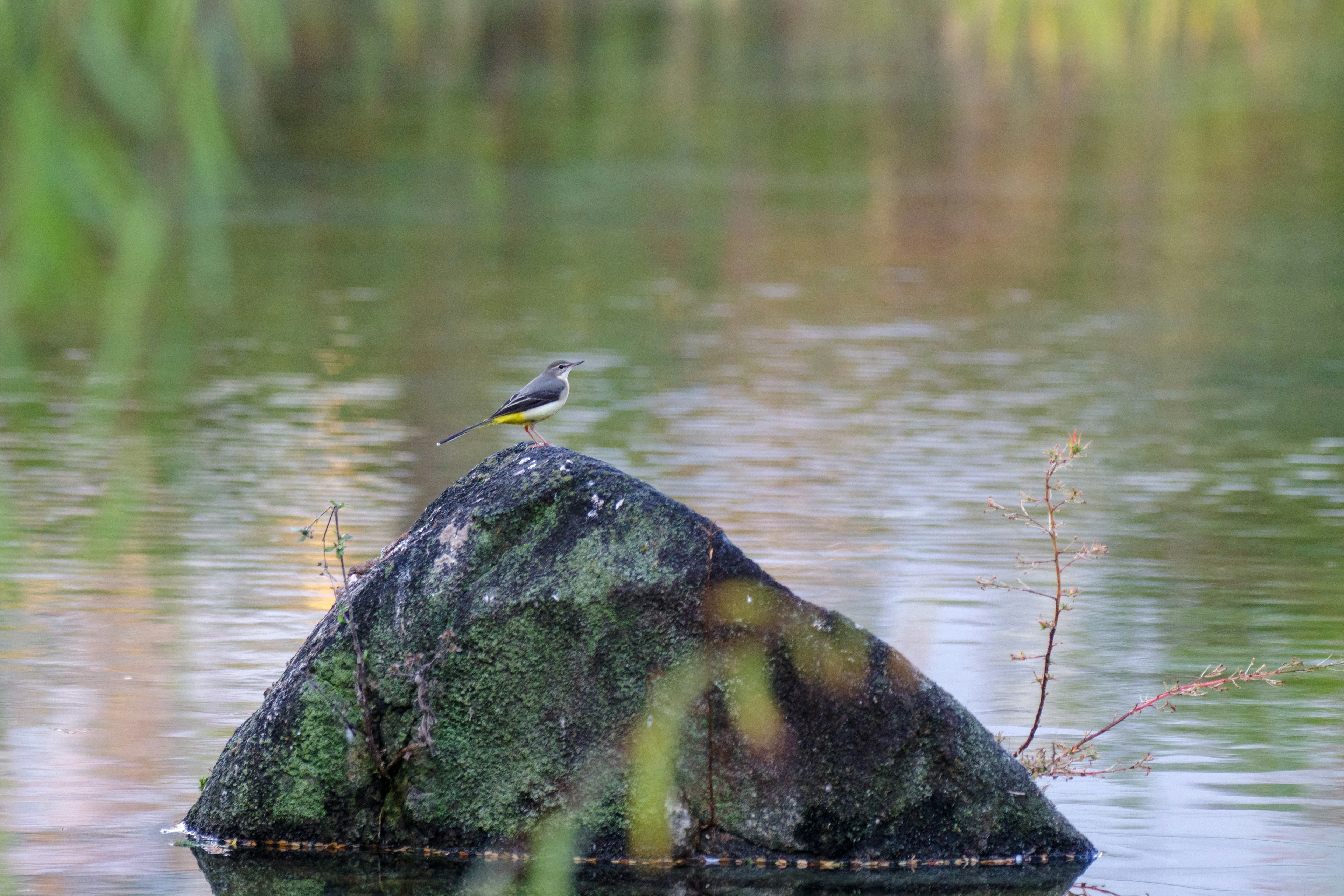 Un piccolo uccello in equilibrio su una grande roccia vicino all'acqua