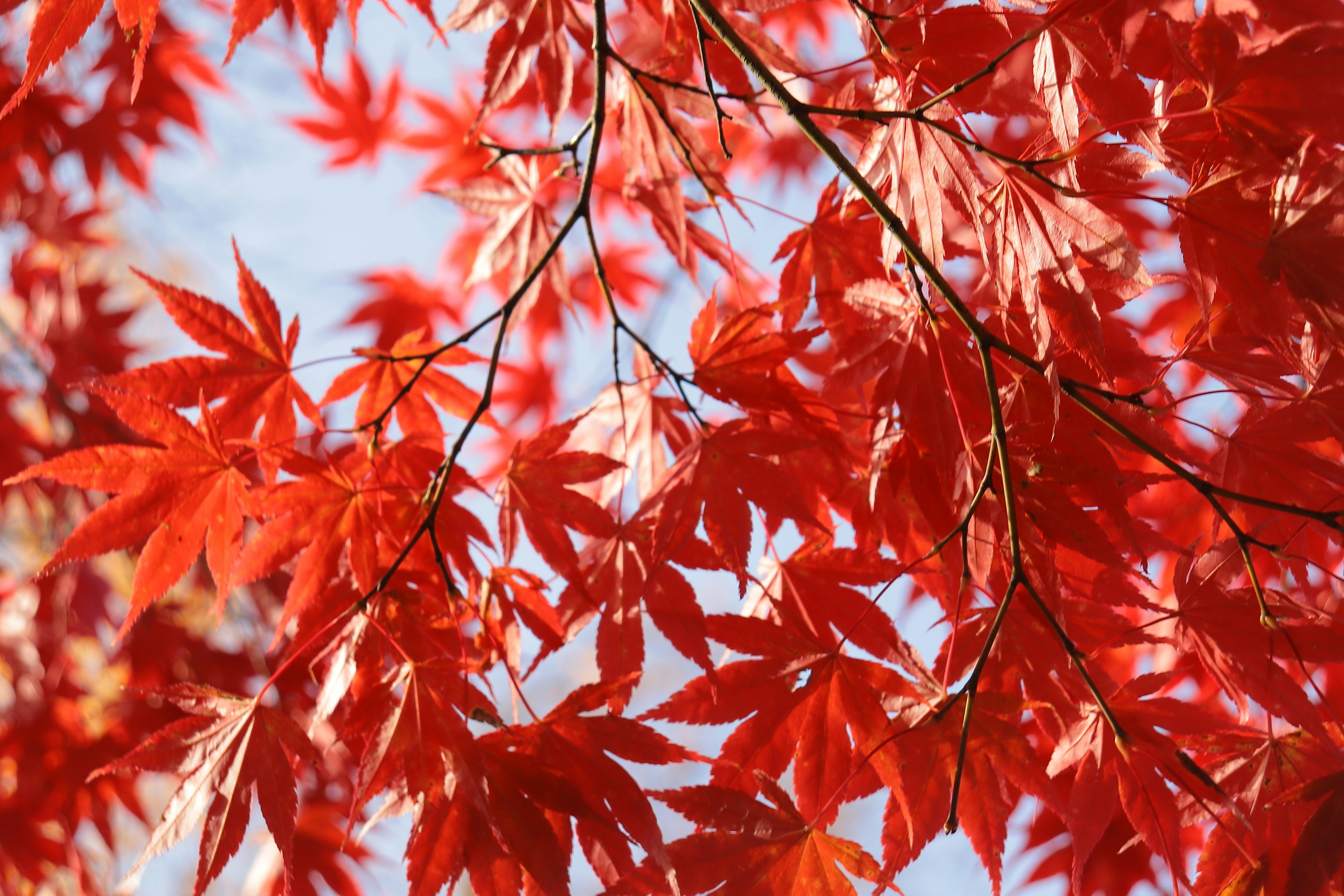 赤い紅葉の葉が青空の下で鮮やかに輝いている