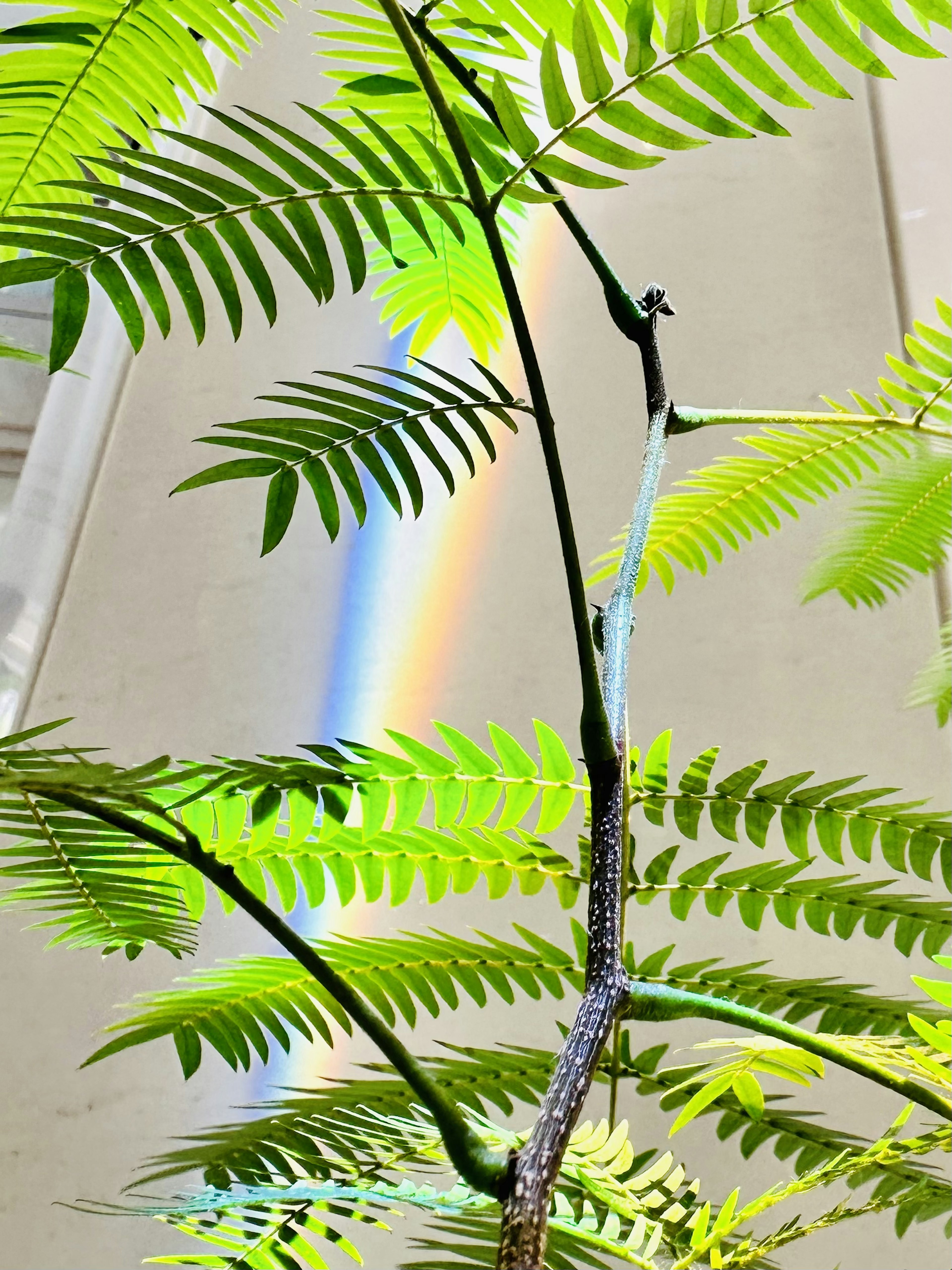 Hojas verdes con un arcoíris reflejado en una pared