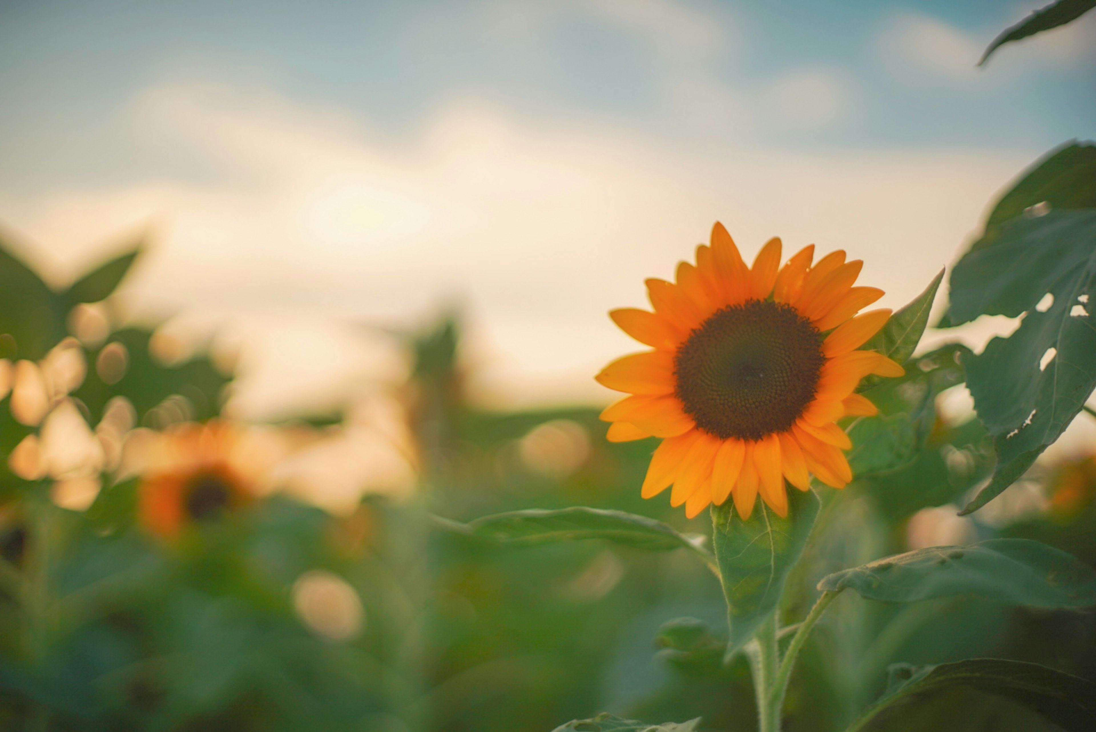 Un tournesol en fleur au coucher du soleil avec des couleurs vives