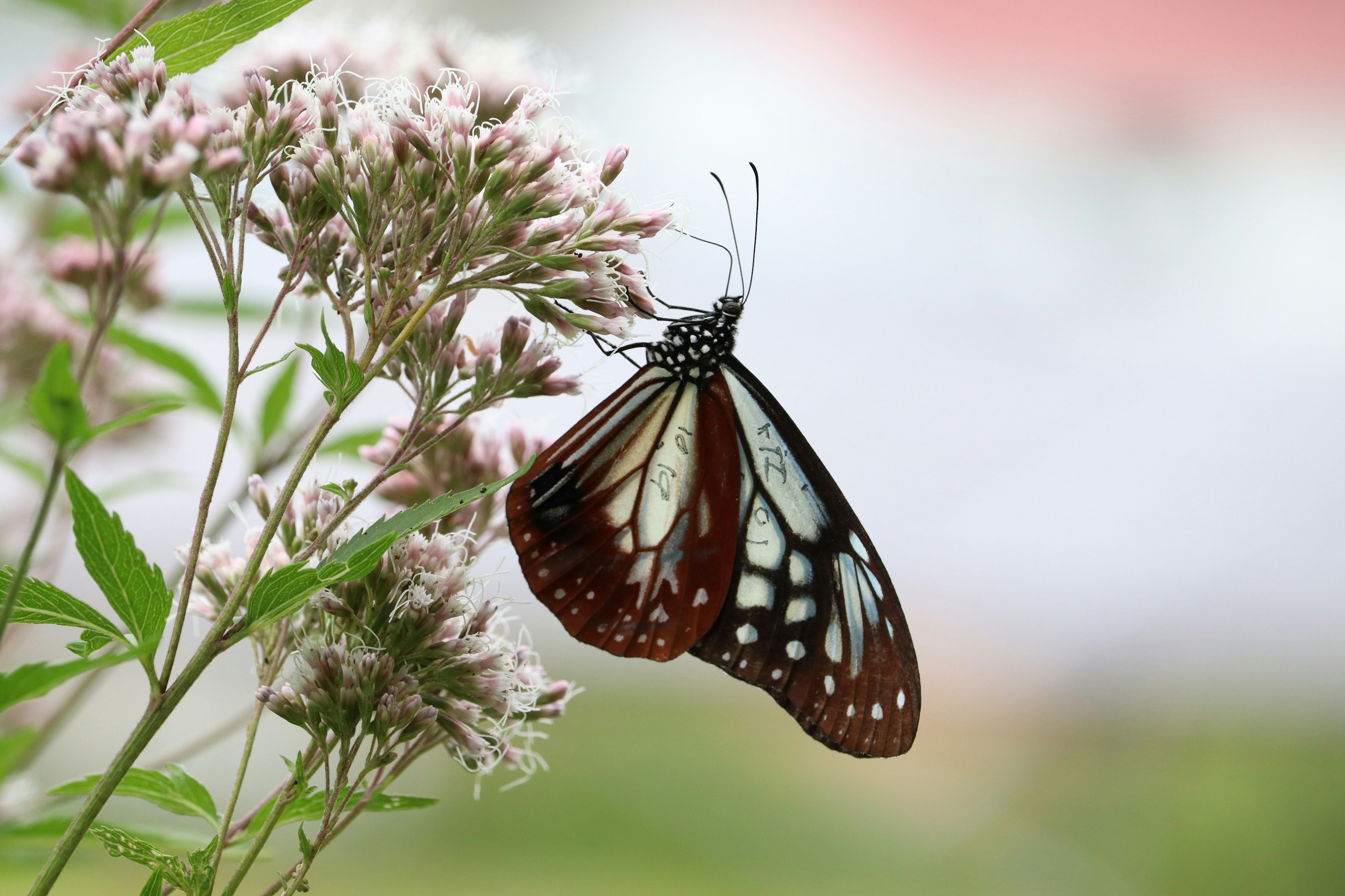 Una bella farfalla posata su un fiore