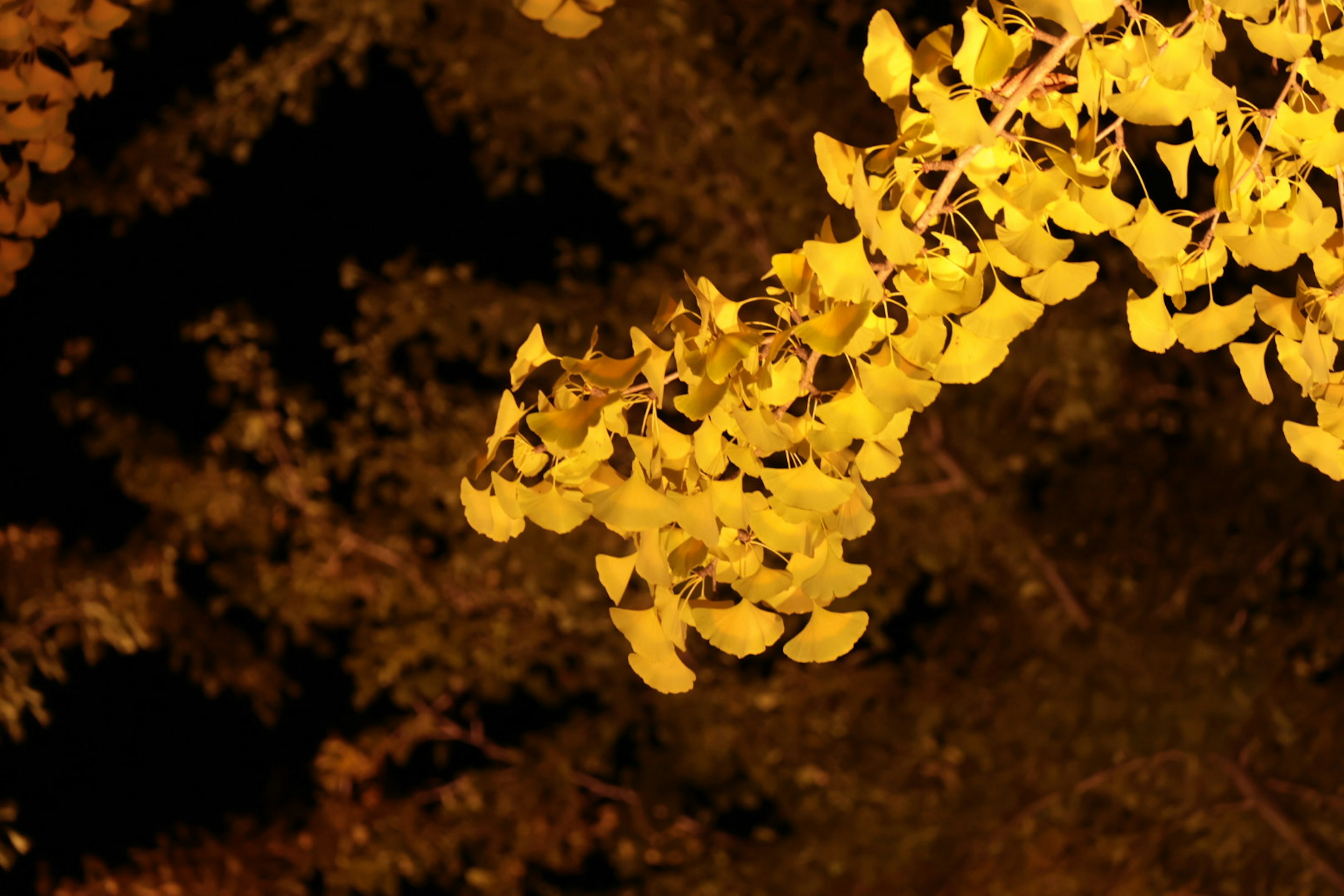 Une branche avec des feuilles jaunes vives sur un fond sombre