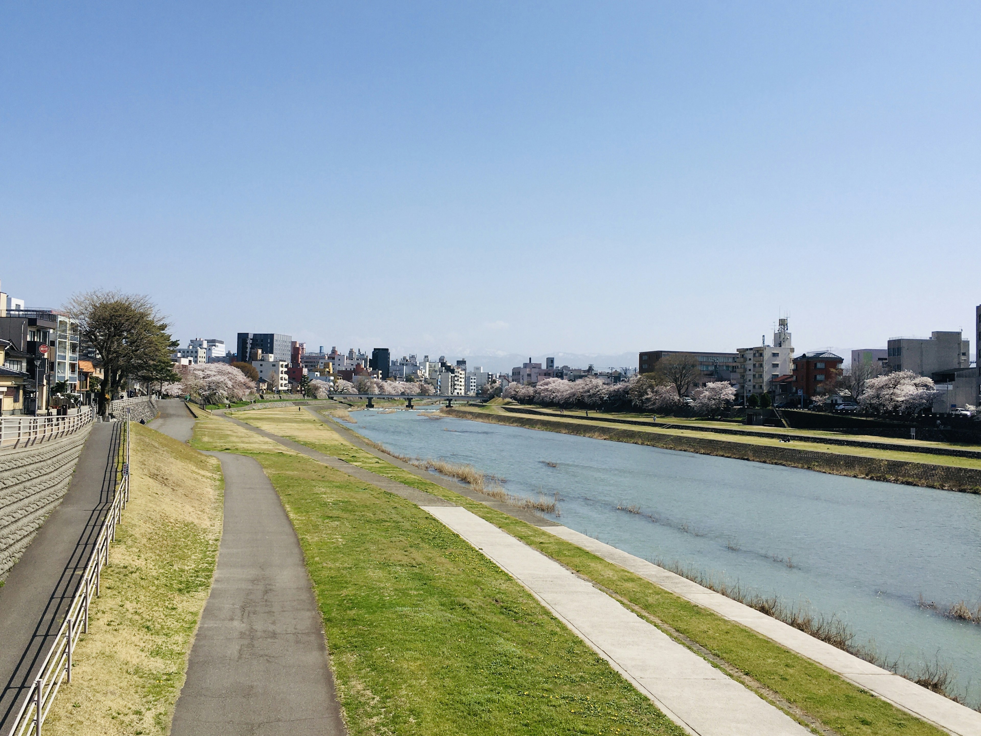 Vista escénica a la orilla del río con cerezos y horizonte urbano