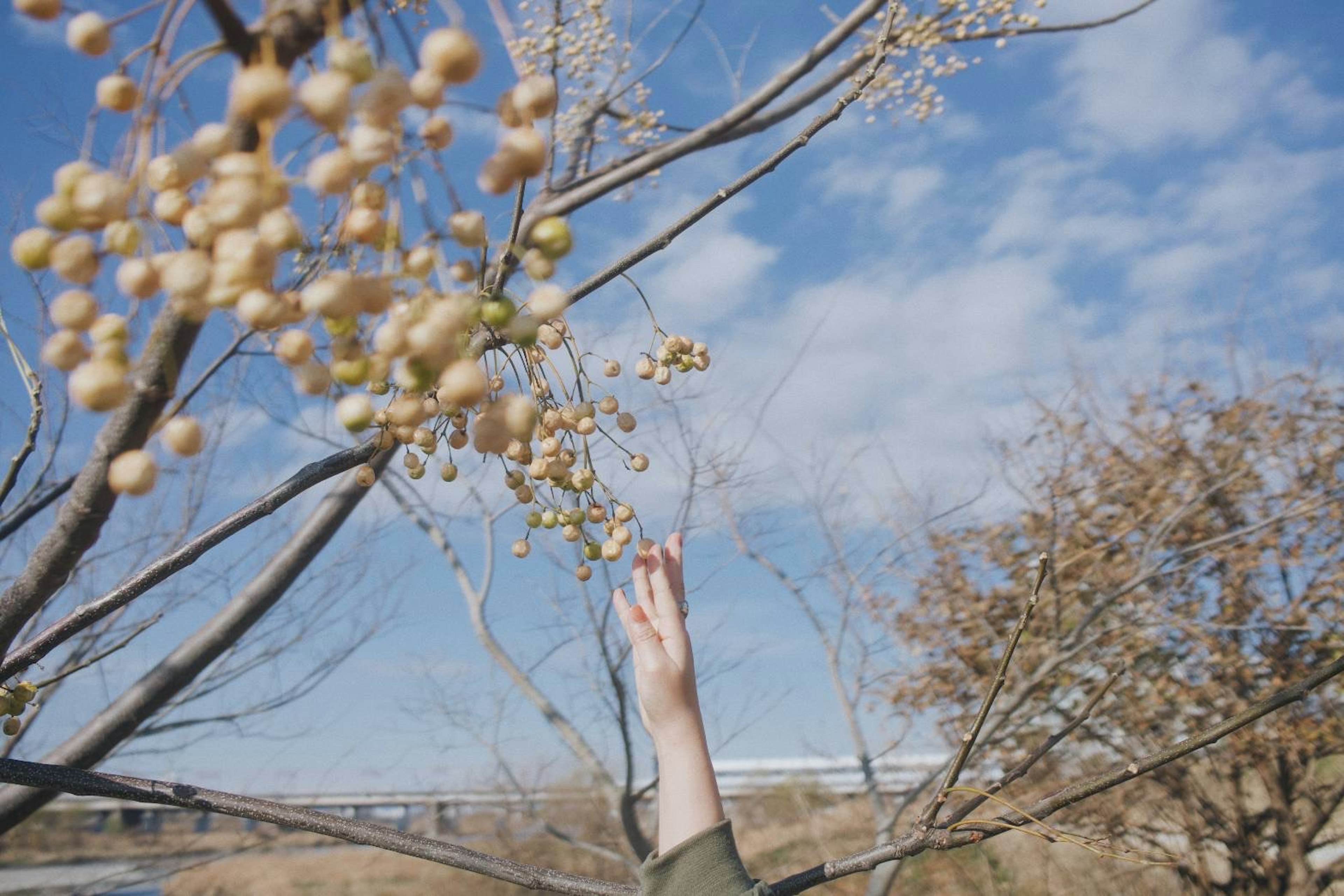 Une main atteignant des branches avec de petits fruits sous un ciel bleu