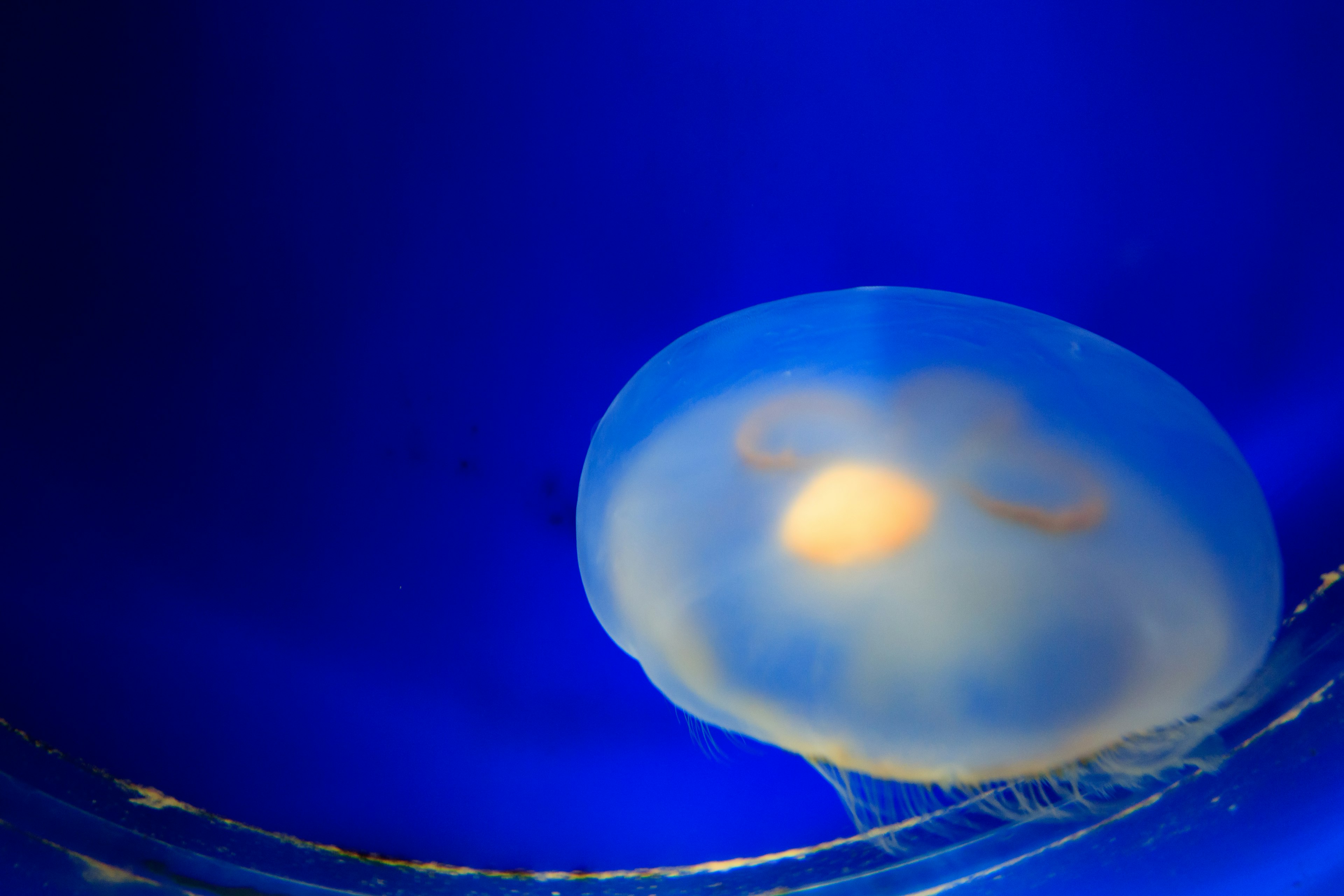 A translucent jellyfish floating against a blue background