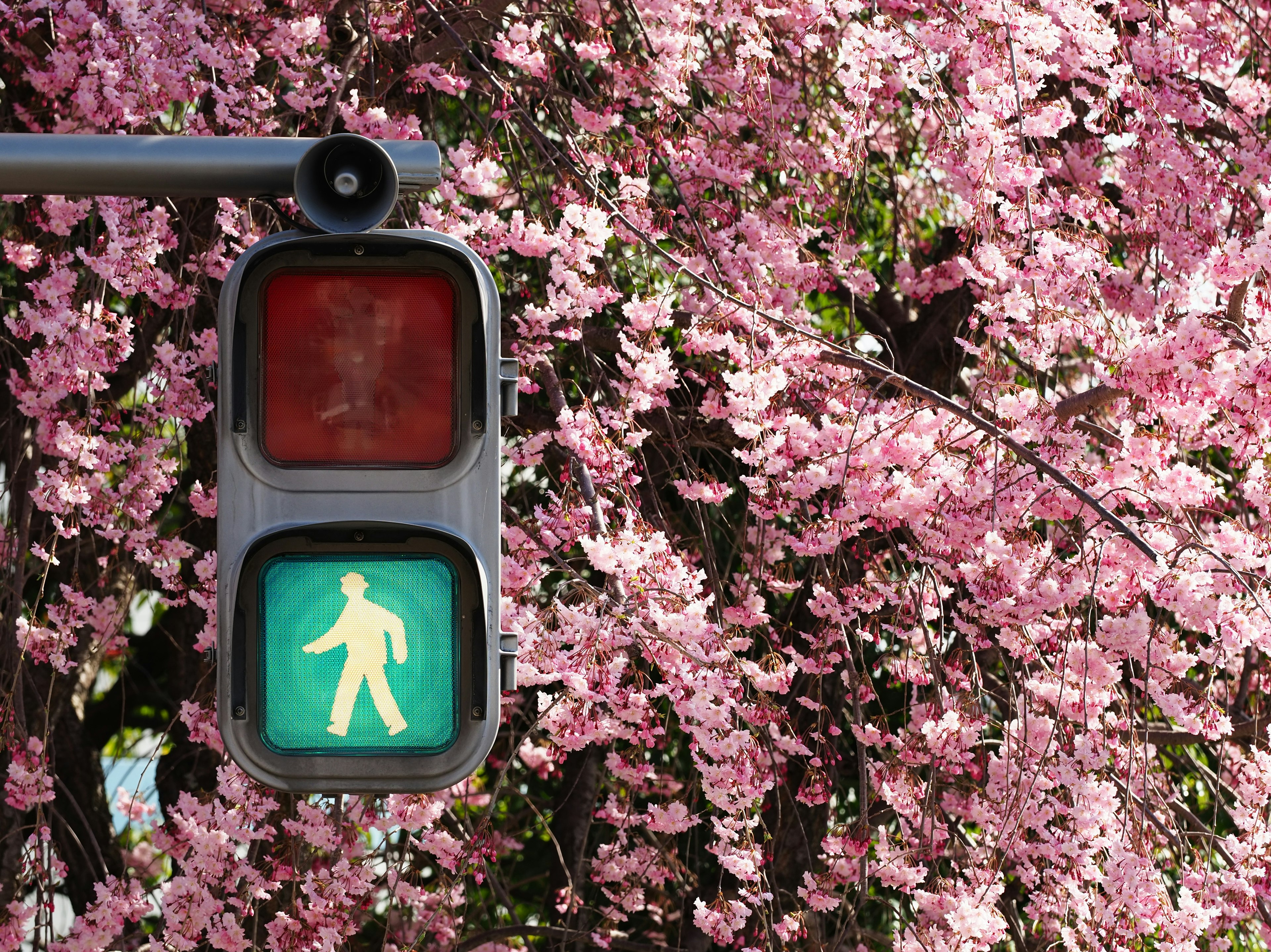 Semáforo peatonal verde frente a un fondo de cerezos en flor