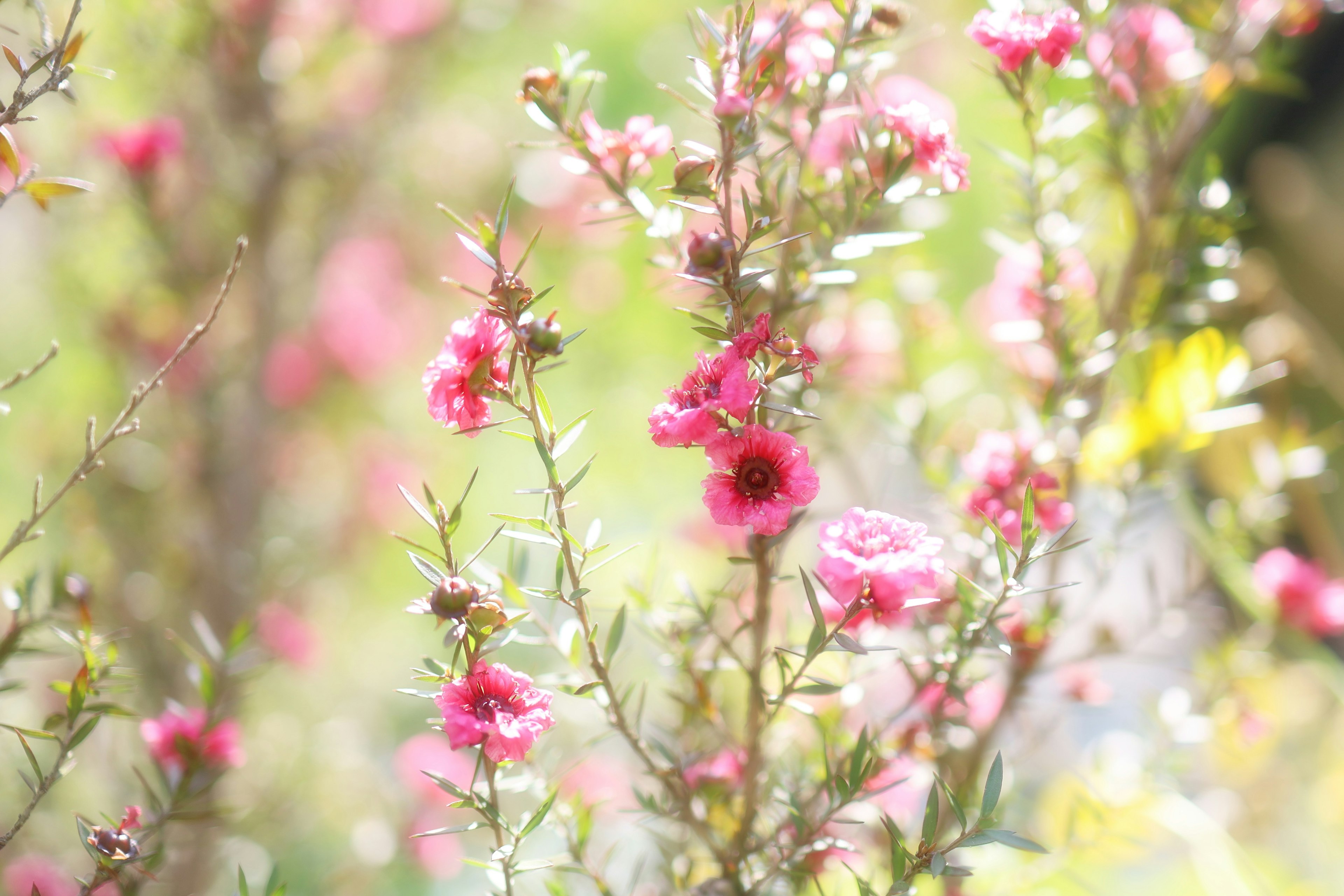 薄いピンクの花が咲く枝が緑の背景に映える美しい風景