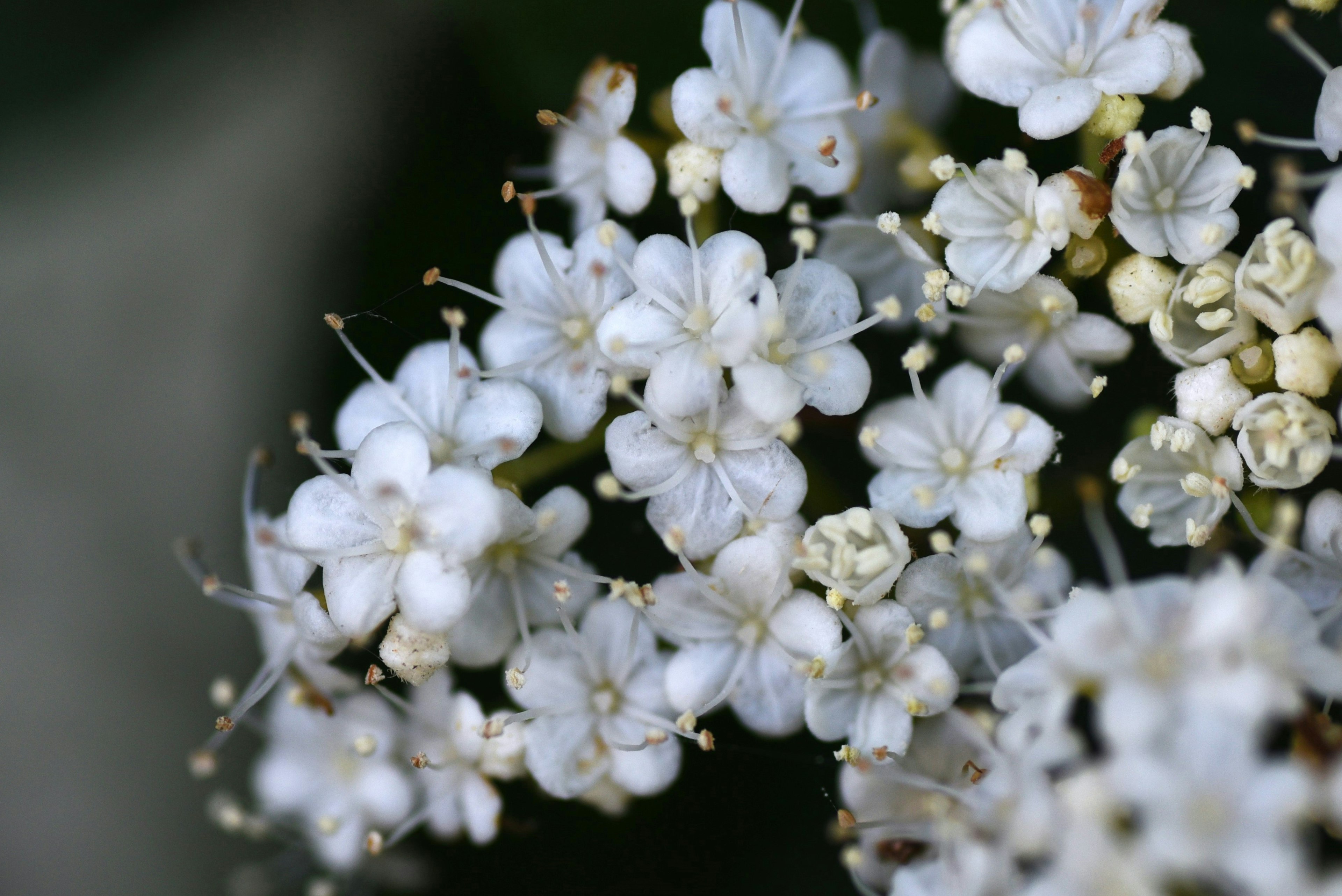 Gros plan d'un magnifique bouquet de petites fleurs blanches