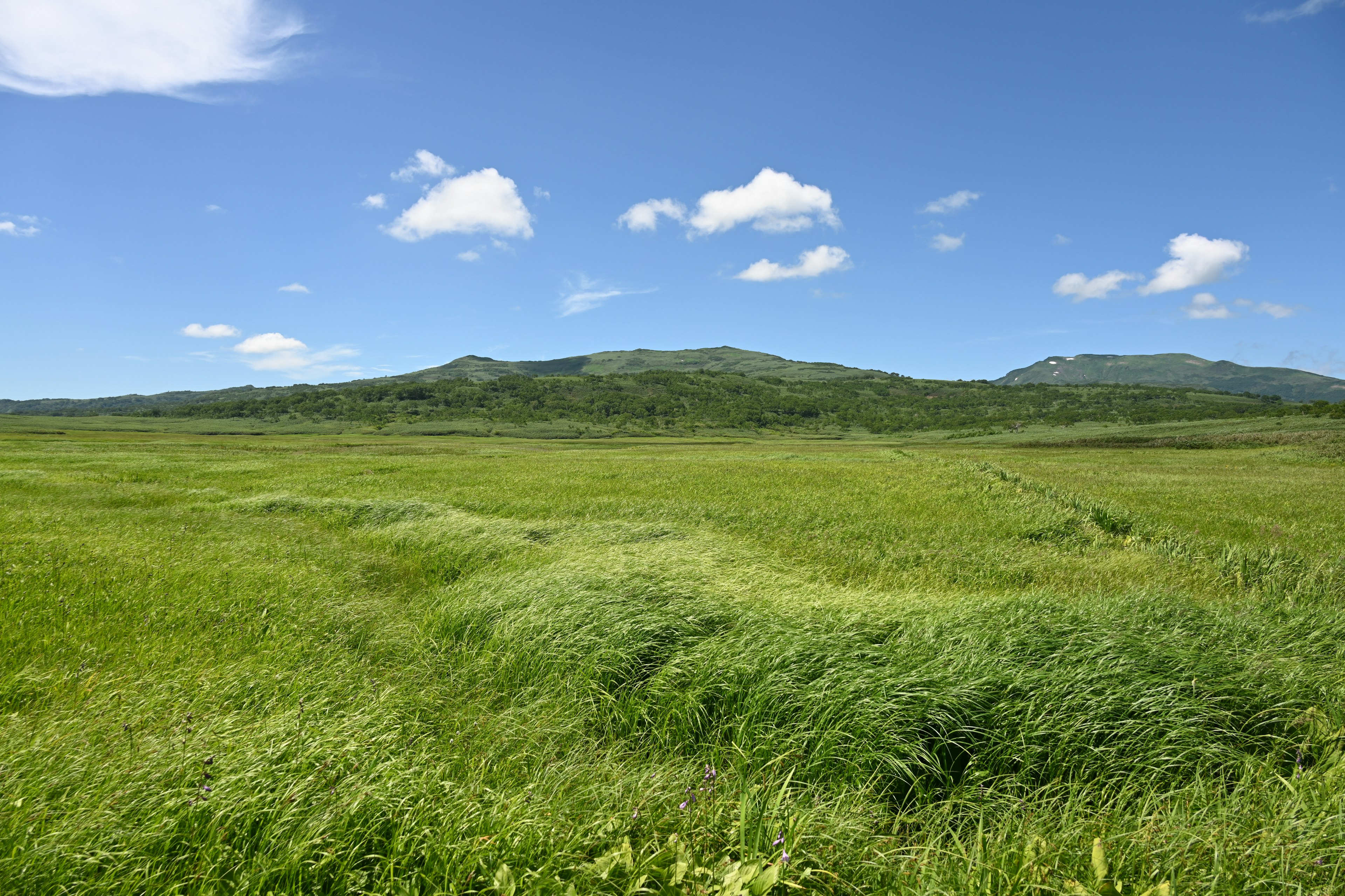 Prairie verte luxuriante sous un ciel bleu avec des nuages blancs