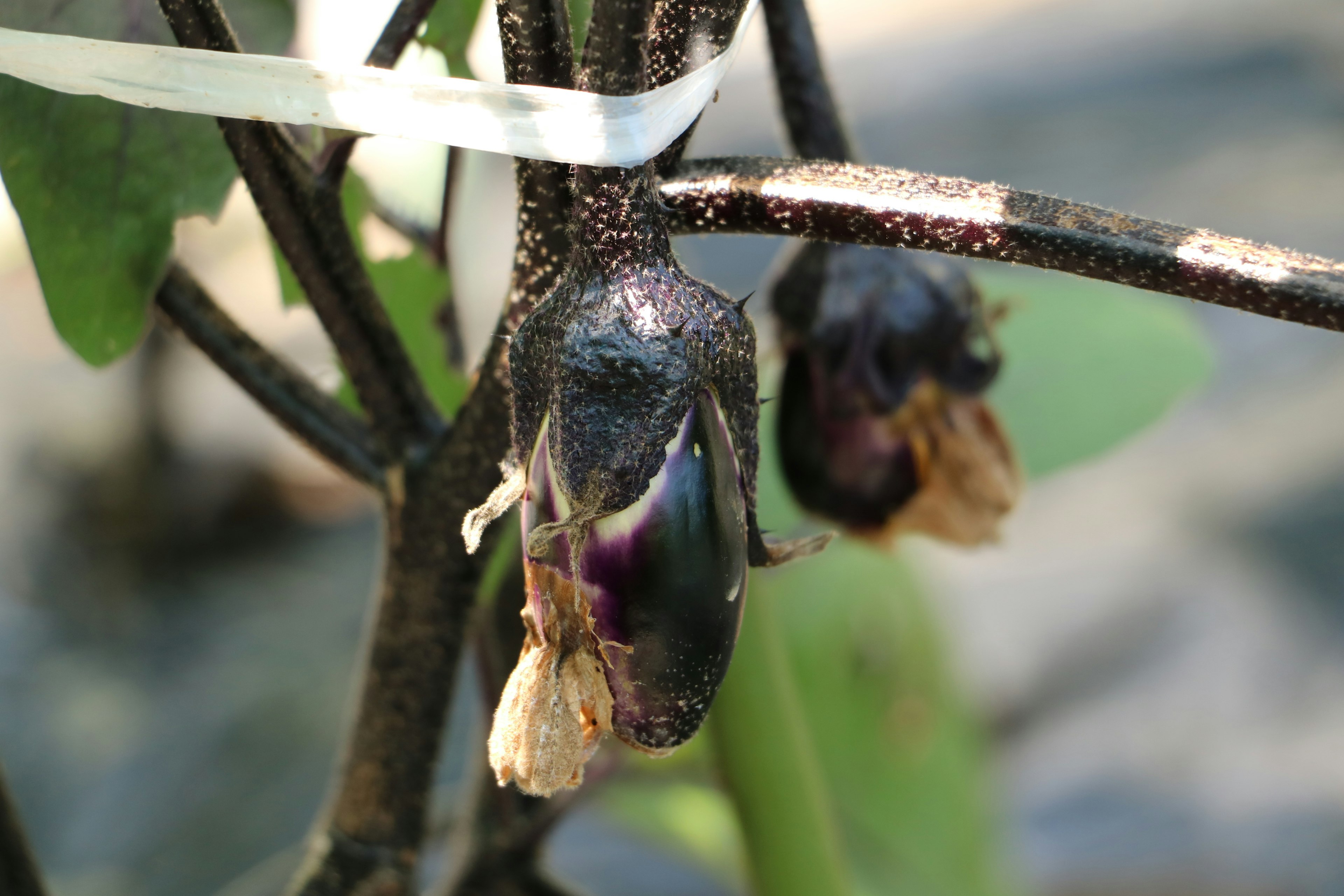 Primo piano di frutti neri e foglie su una pianta