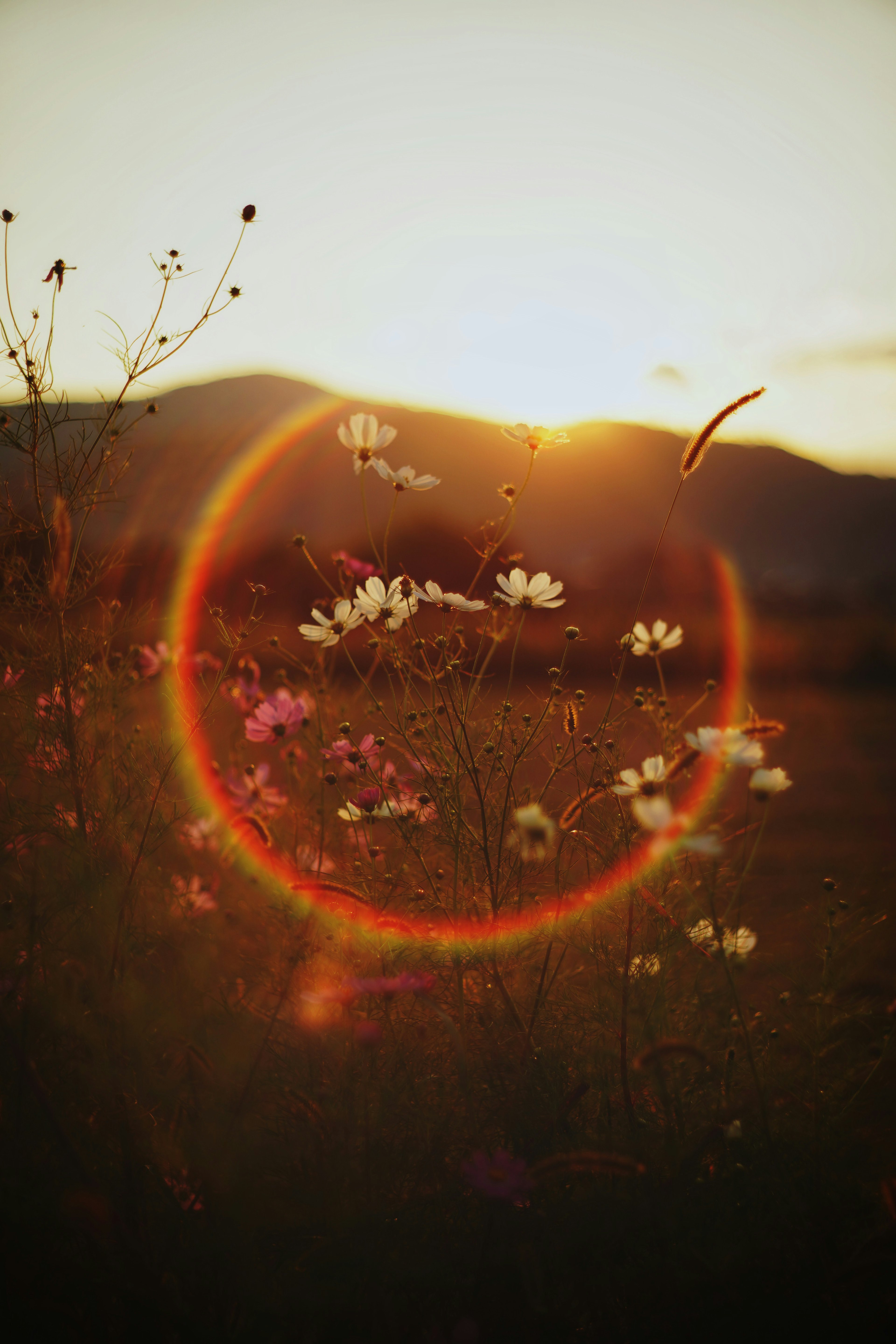 Hermoso paisaje de flores floreciendo al atardecer