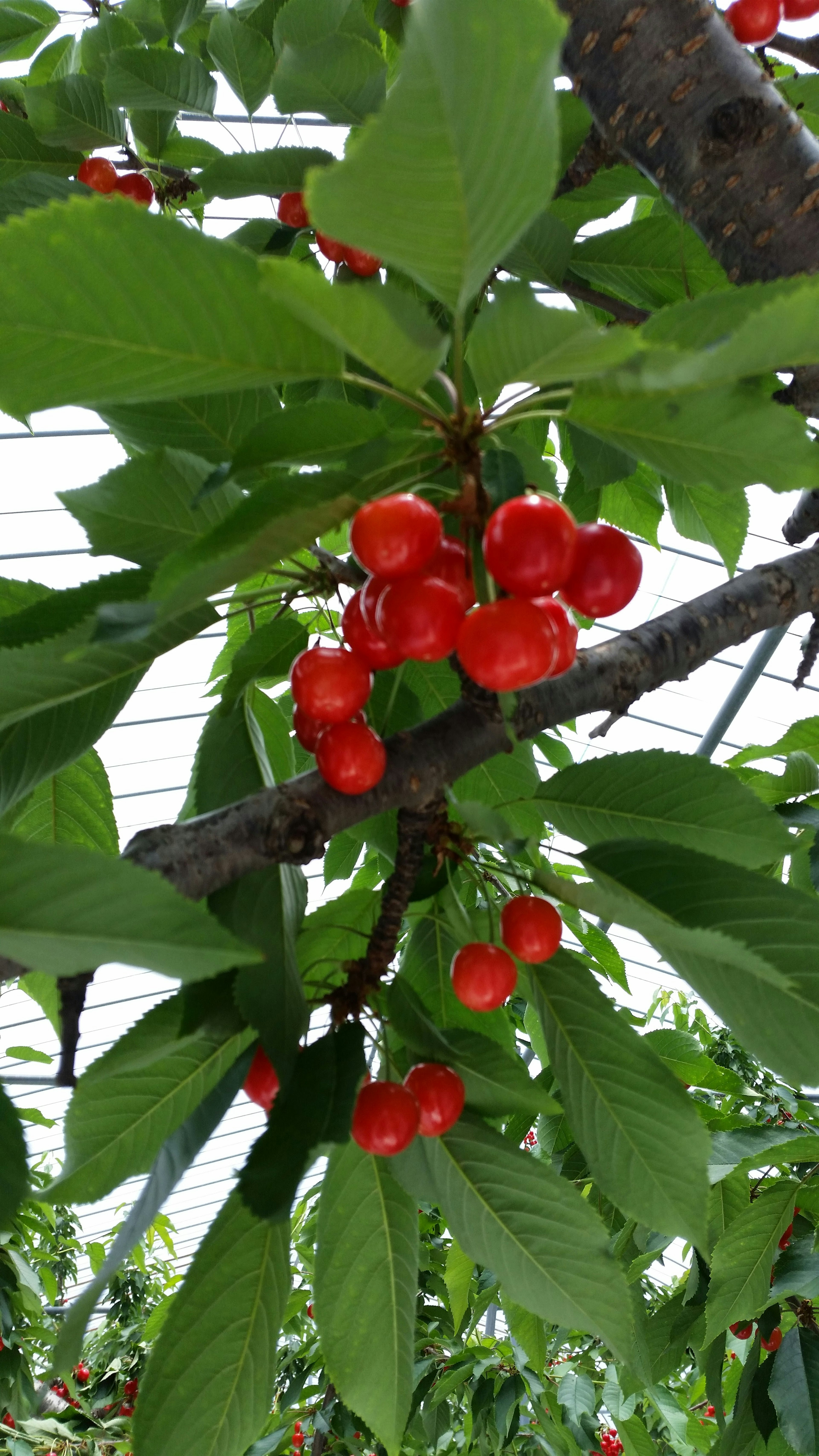 Ramas con racimos de cerezas rojas brillantes y hojas verdes