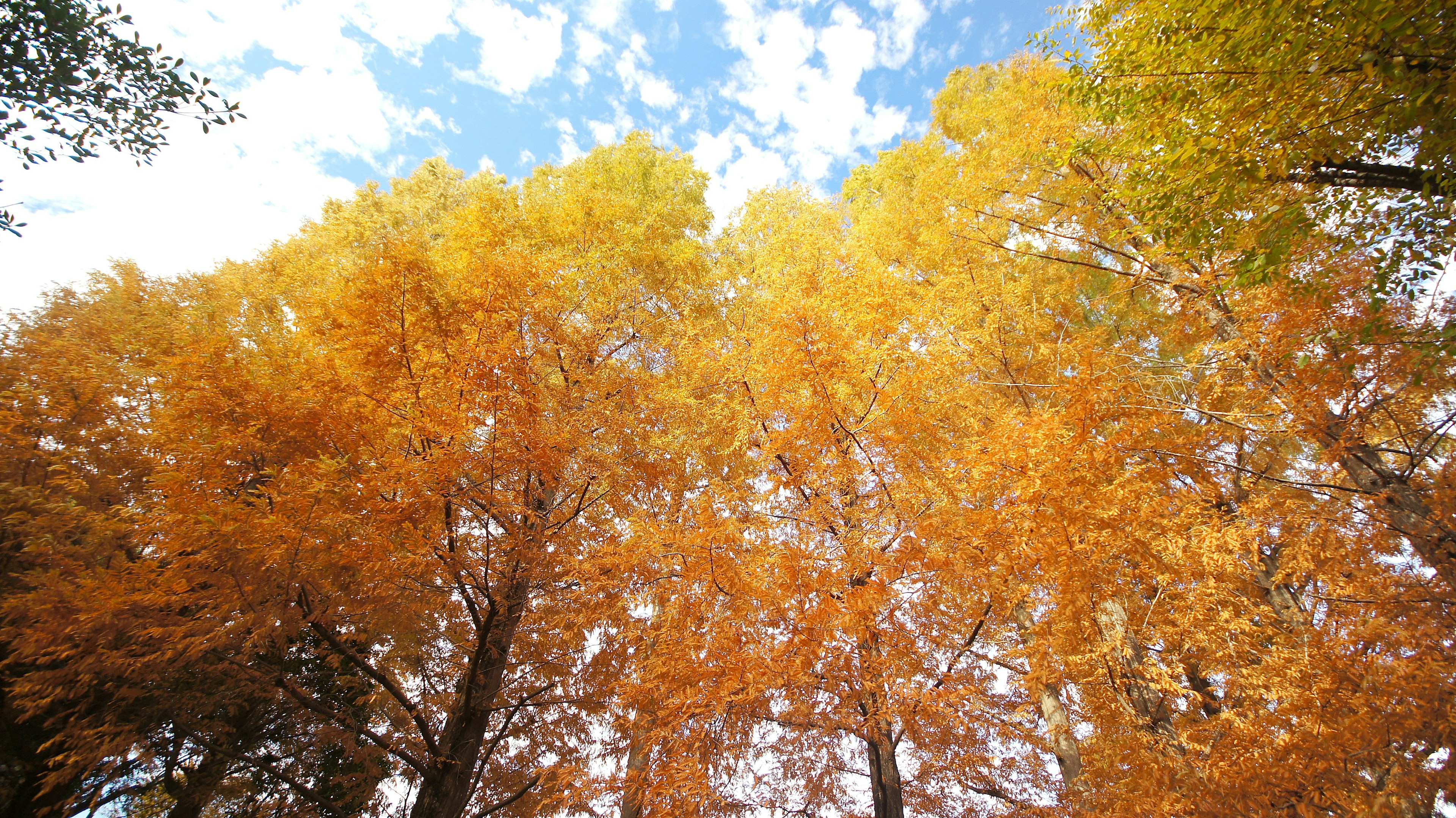 Vue des arbres avec feuillage d'automne contre un ciel bleu