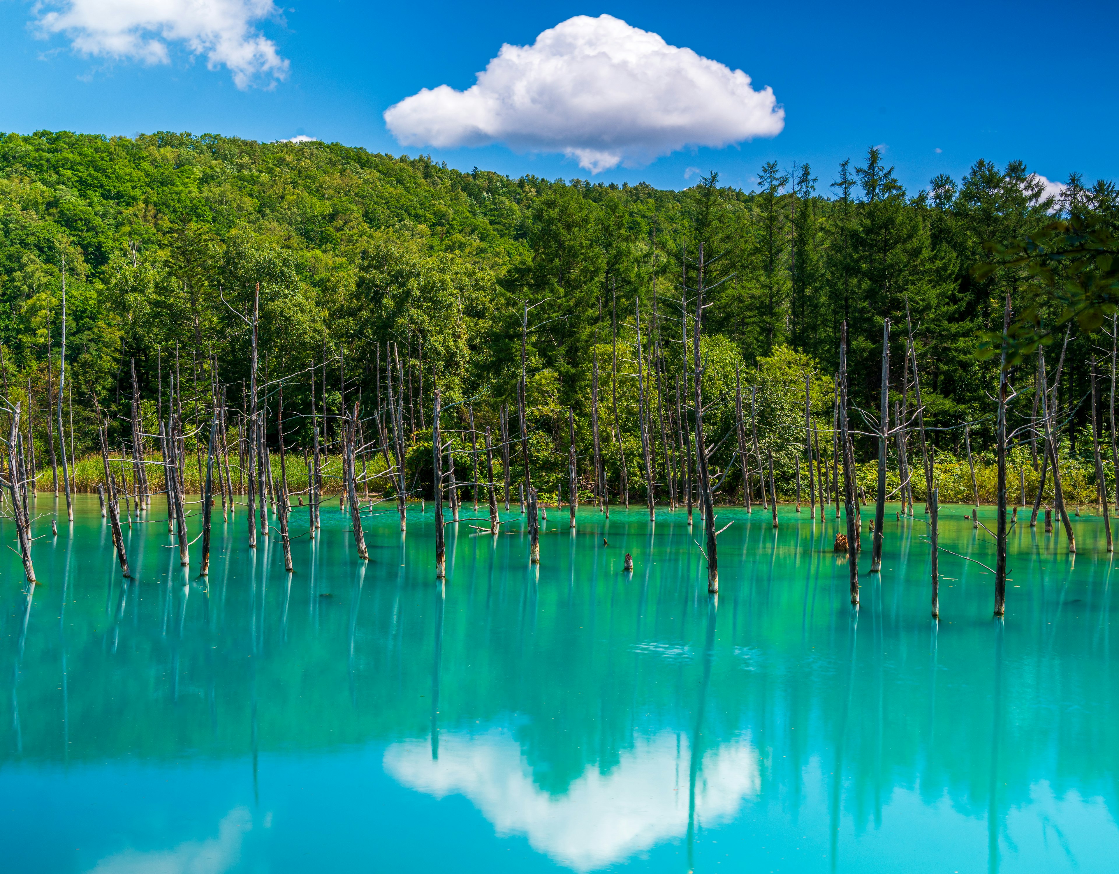 美しい青い湖と緑の木々が並ぶ風景