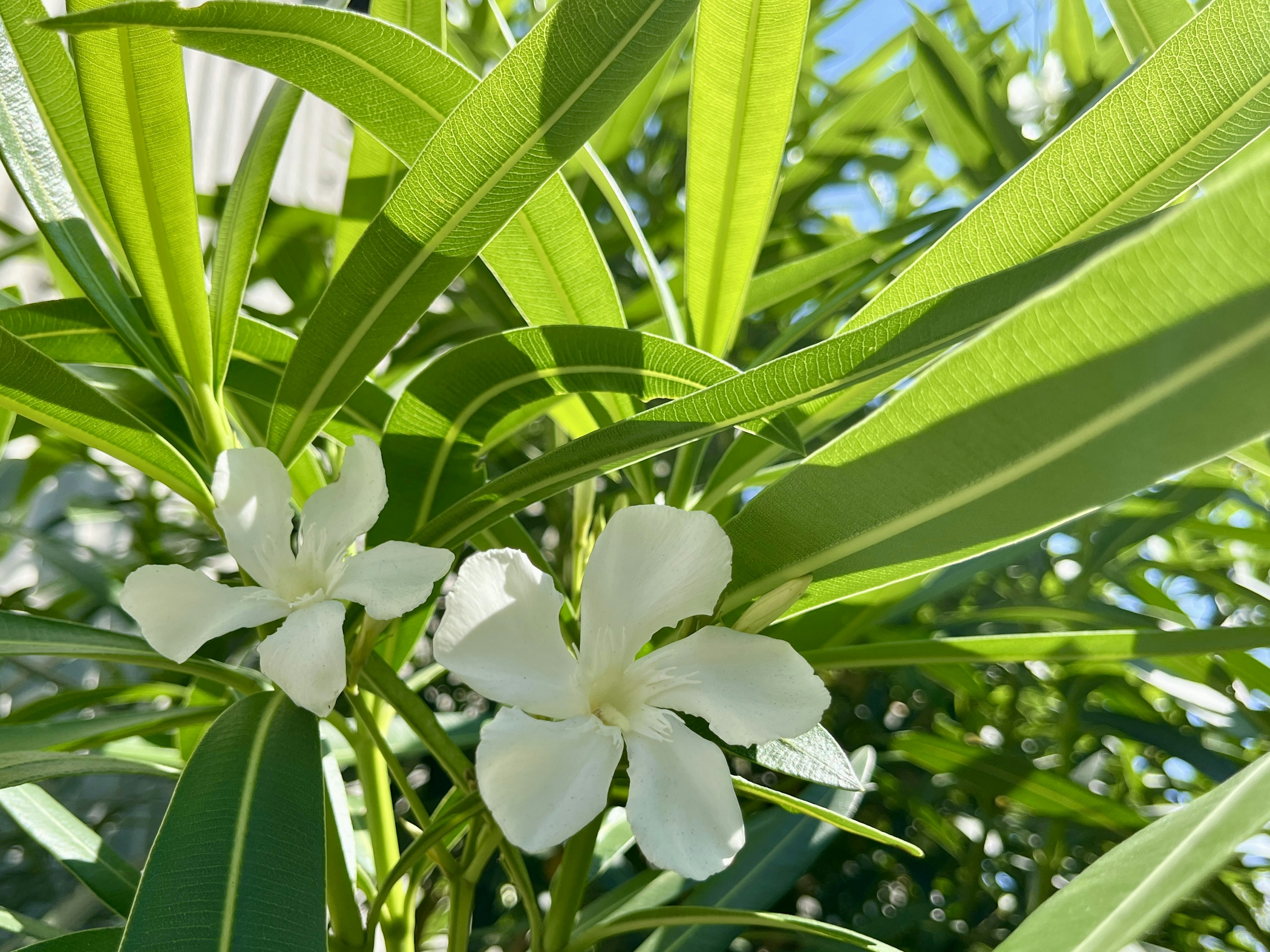 White flowers blooming among green leaves of a plant