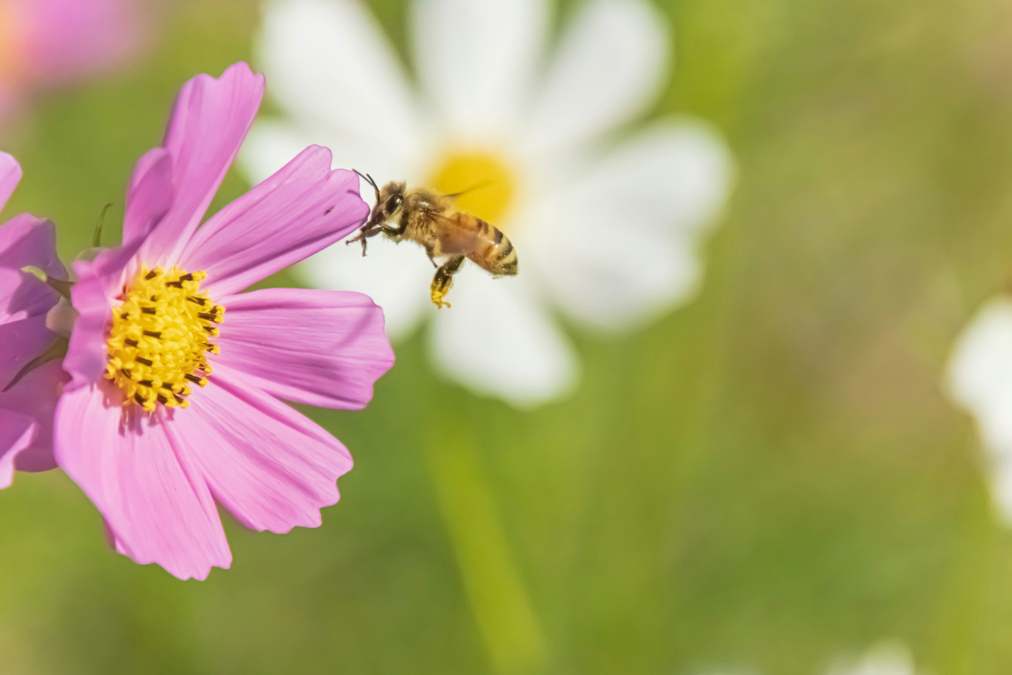 Una abeja sobre una flor rosa con una flor blanca de fondo